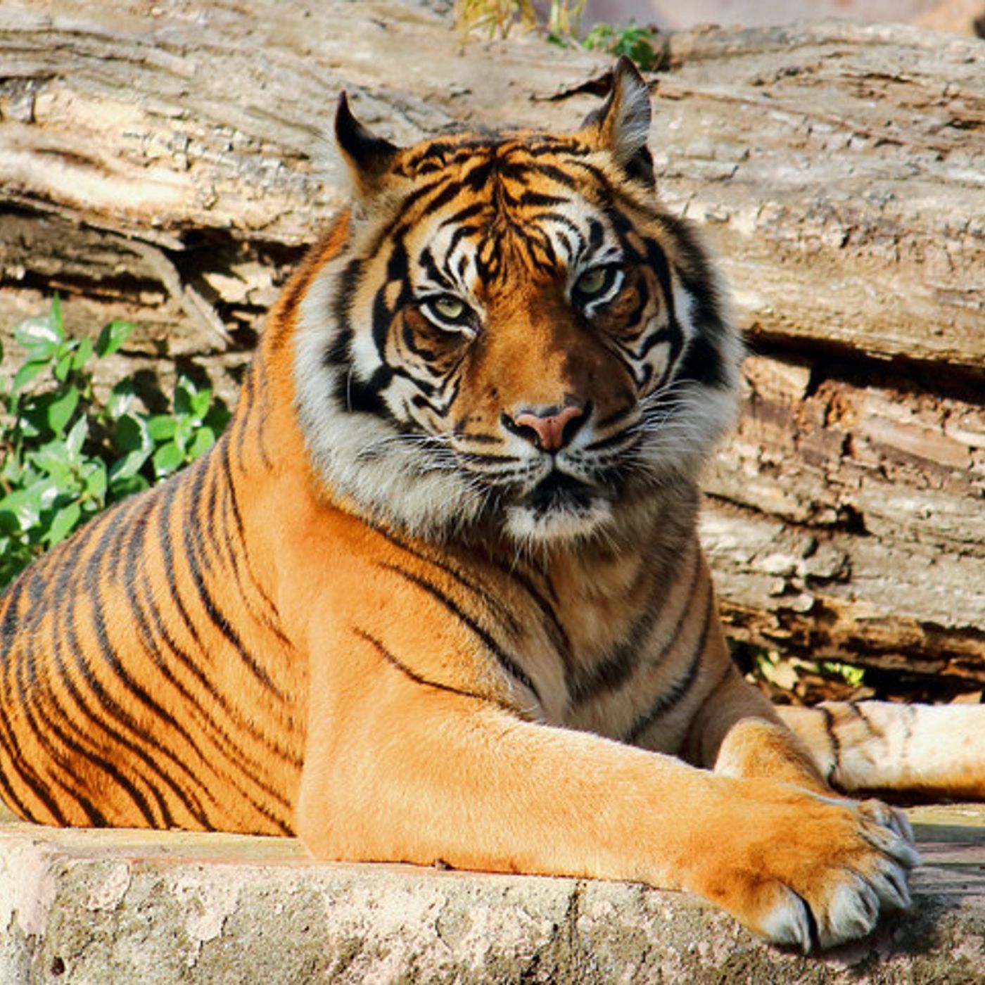 Pod Pick: Joe Exotic Live from Prison