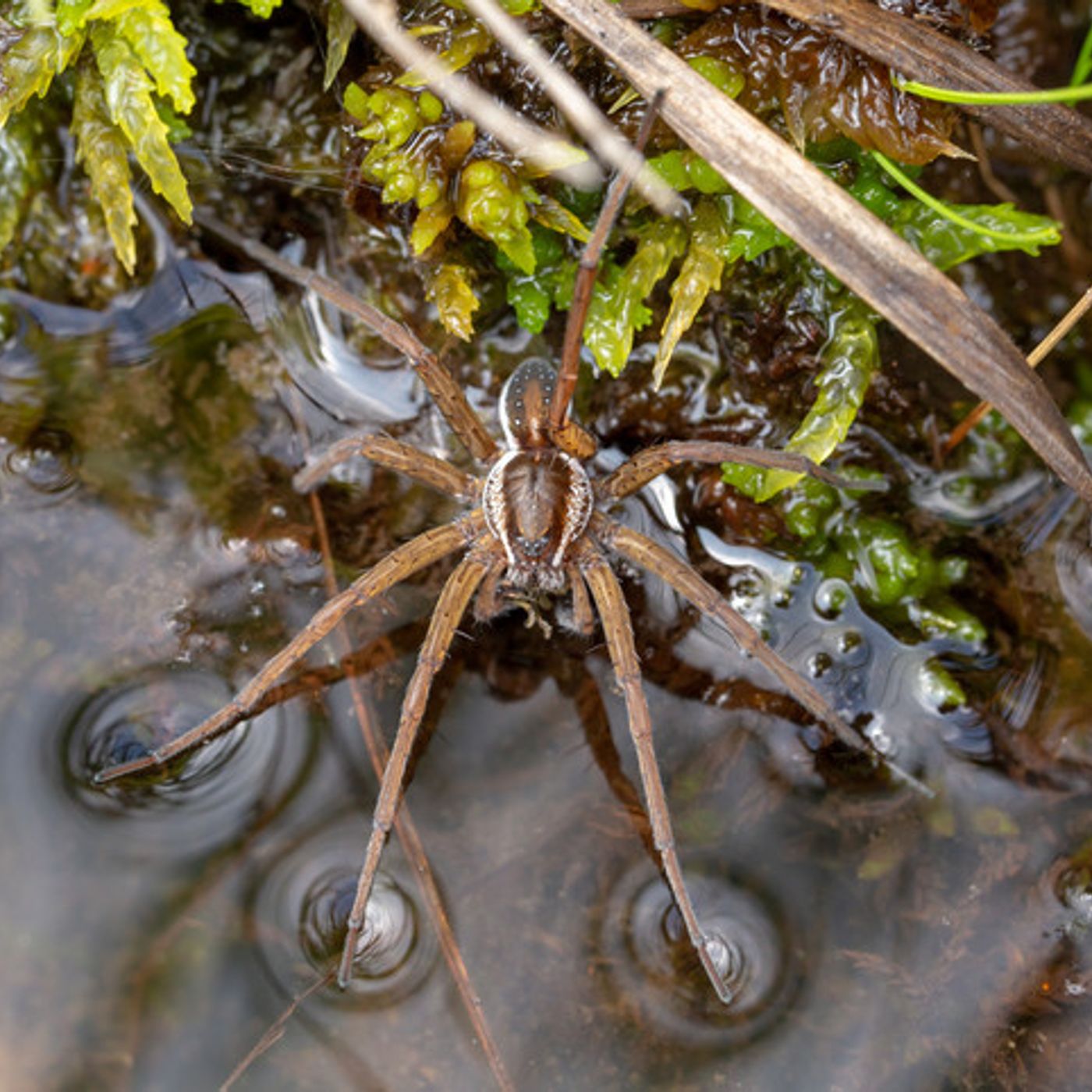 Pod Pick: Horrific Spider Stories from the Tribe