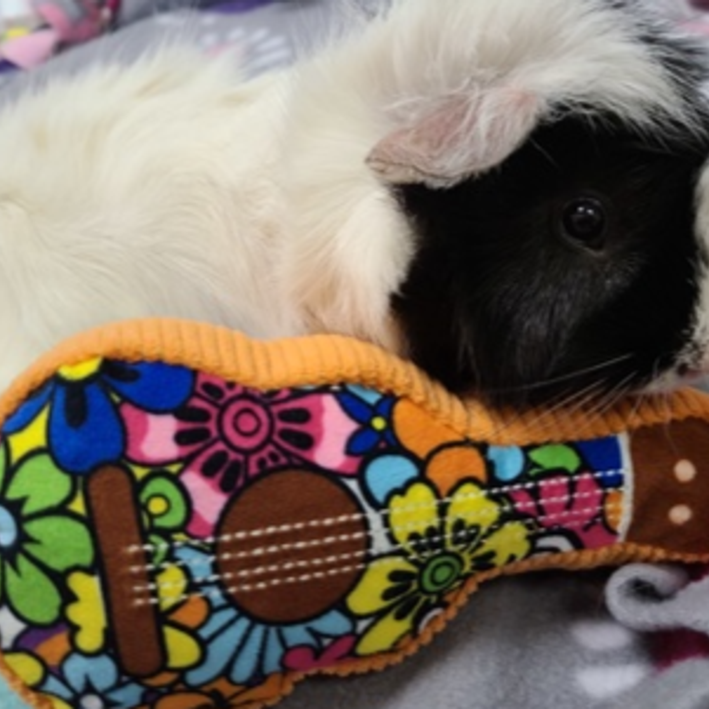 Elvis Has Entered the Cuddle Zone: Adopt This Social Snuggle Bug episode artwork
