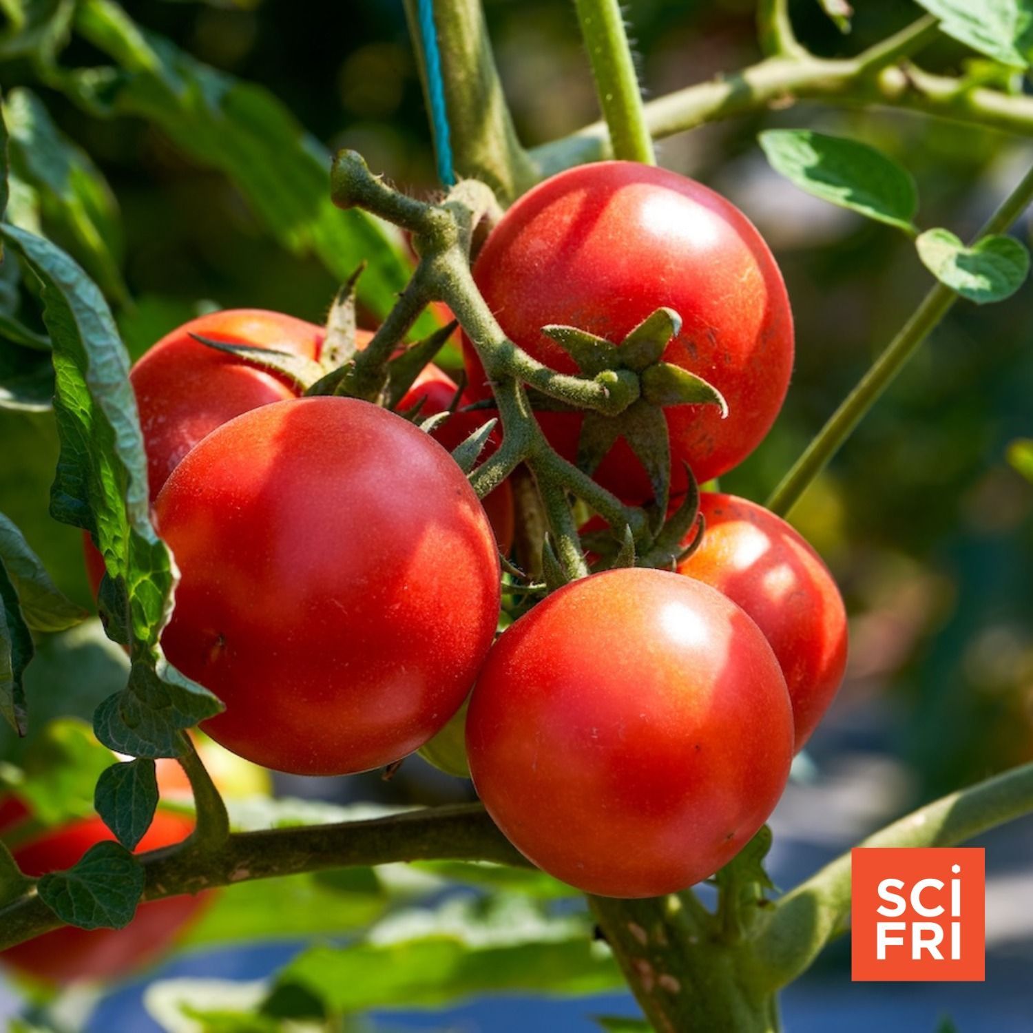 1033: Scientists Identify Genes For Tomato And Eggplant Size episode artwork