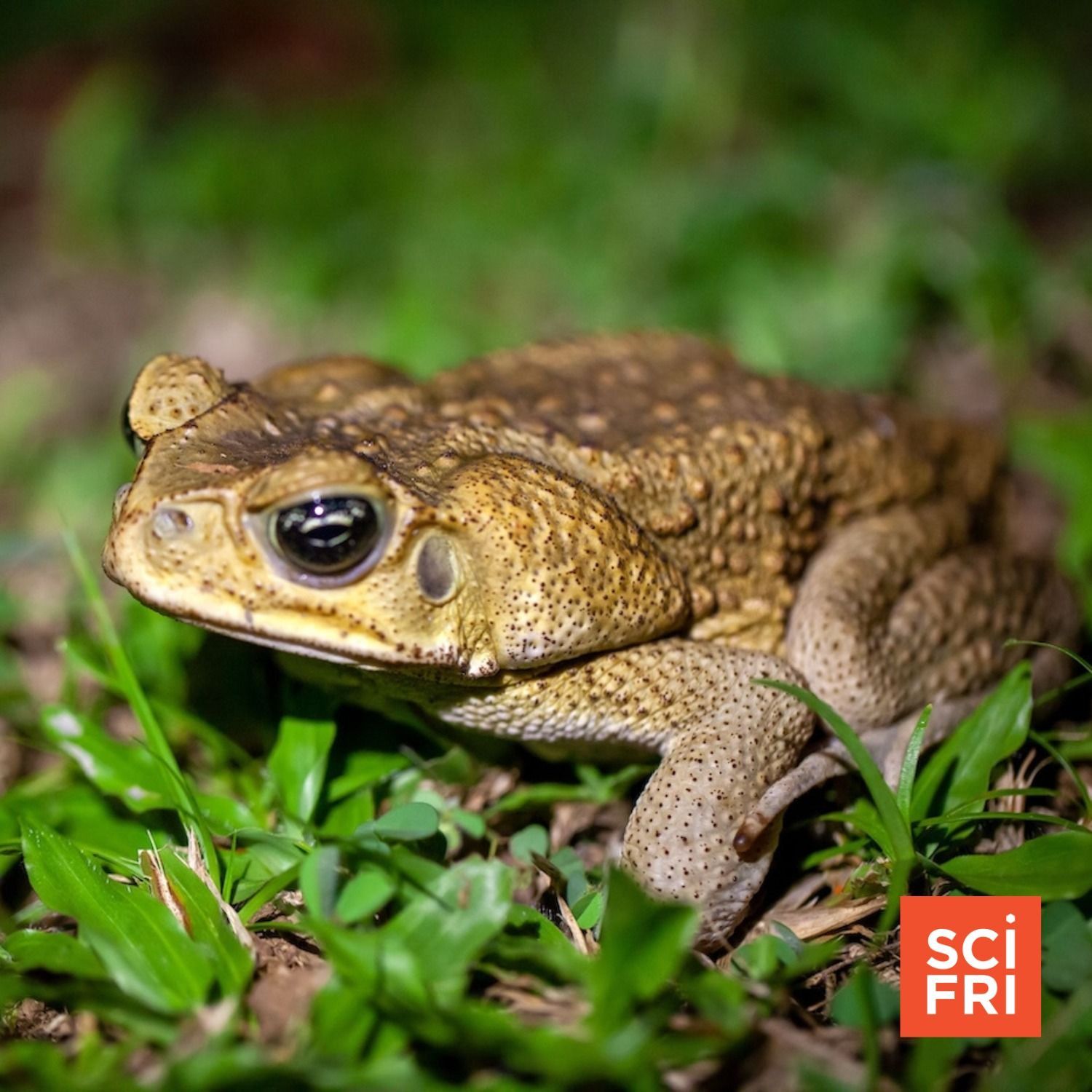 1049: How Cannibalistic Tadpoles Could Curb Invasive Cane Toads episode artwork