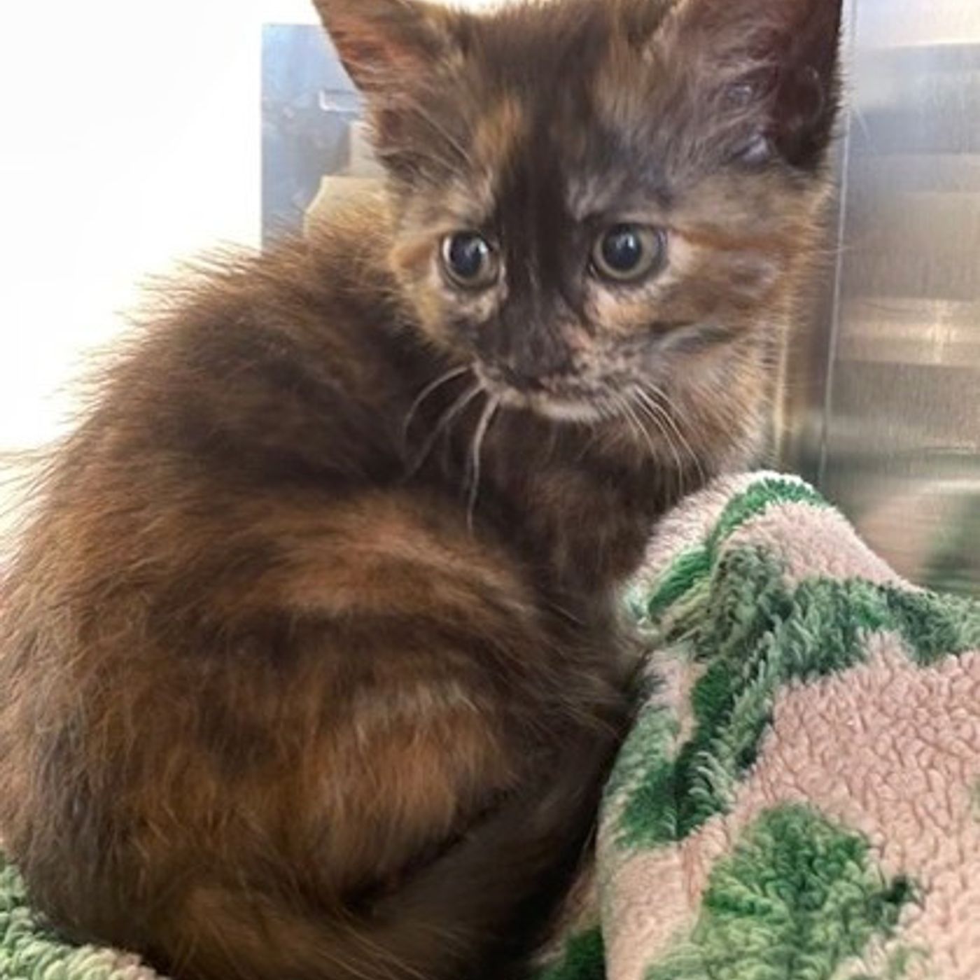 Emerald the Kitten Shines Bright, Ready to Find Her Forever Family episode artwork