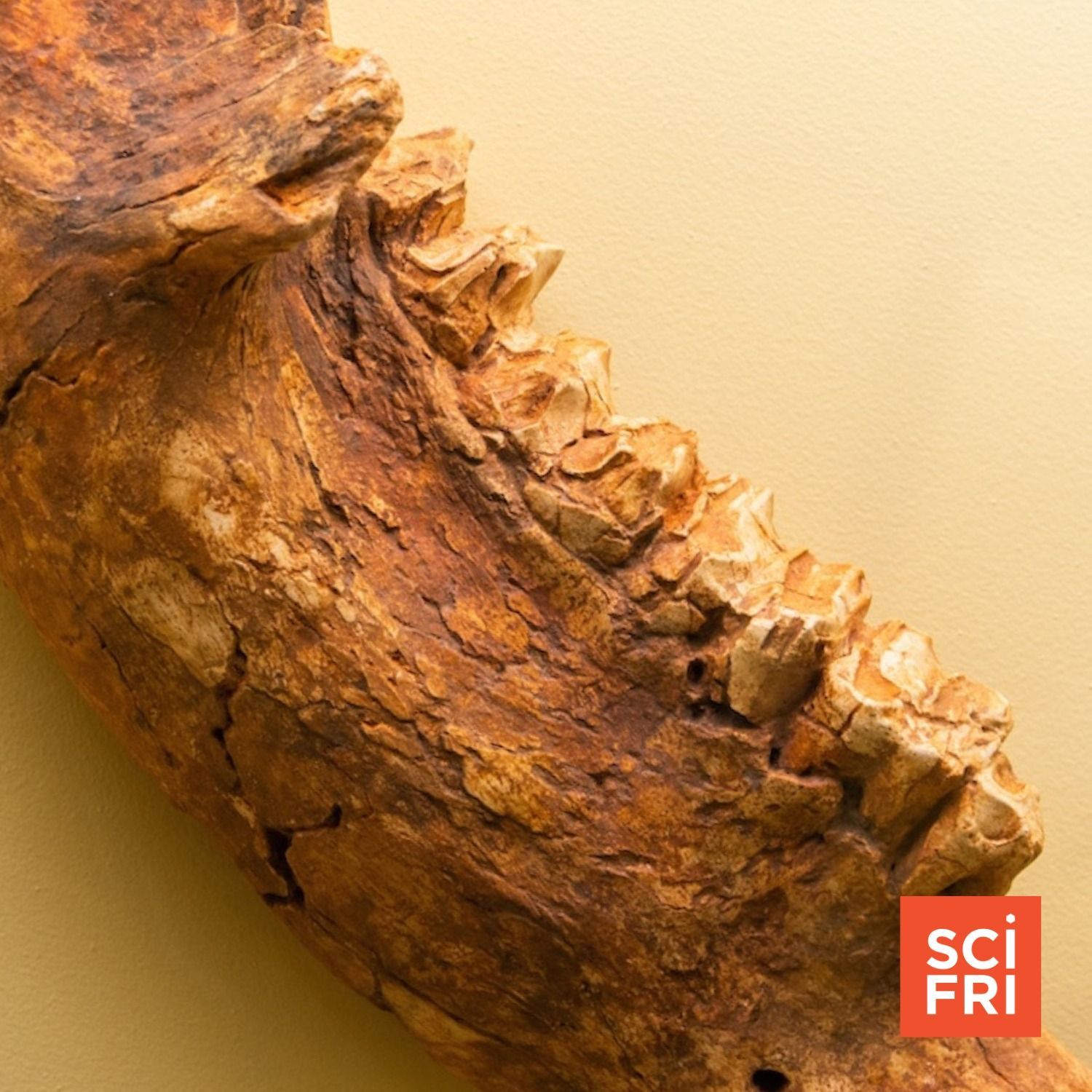Science Friday
