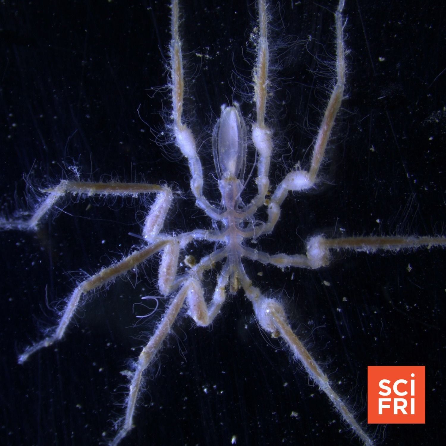 1072: How These Spiders At The Bottom Of The Sea Eat Methane episode artwork
