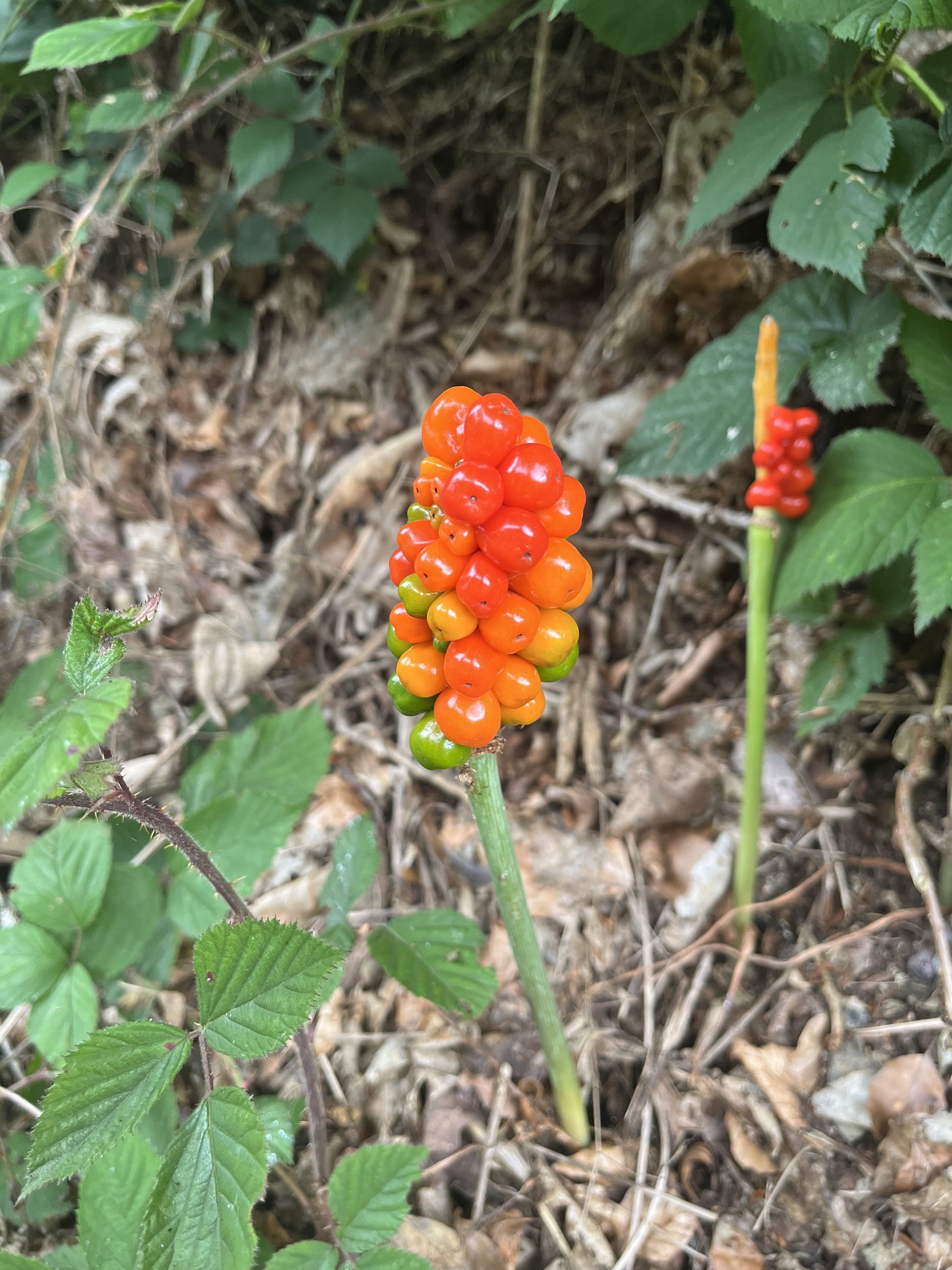 TEA & DOGS on a Friday morning
