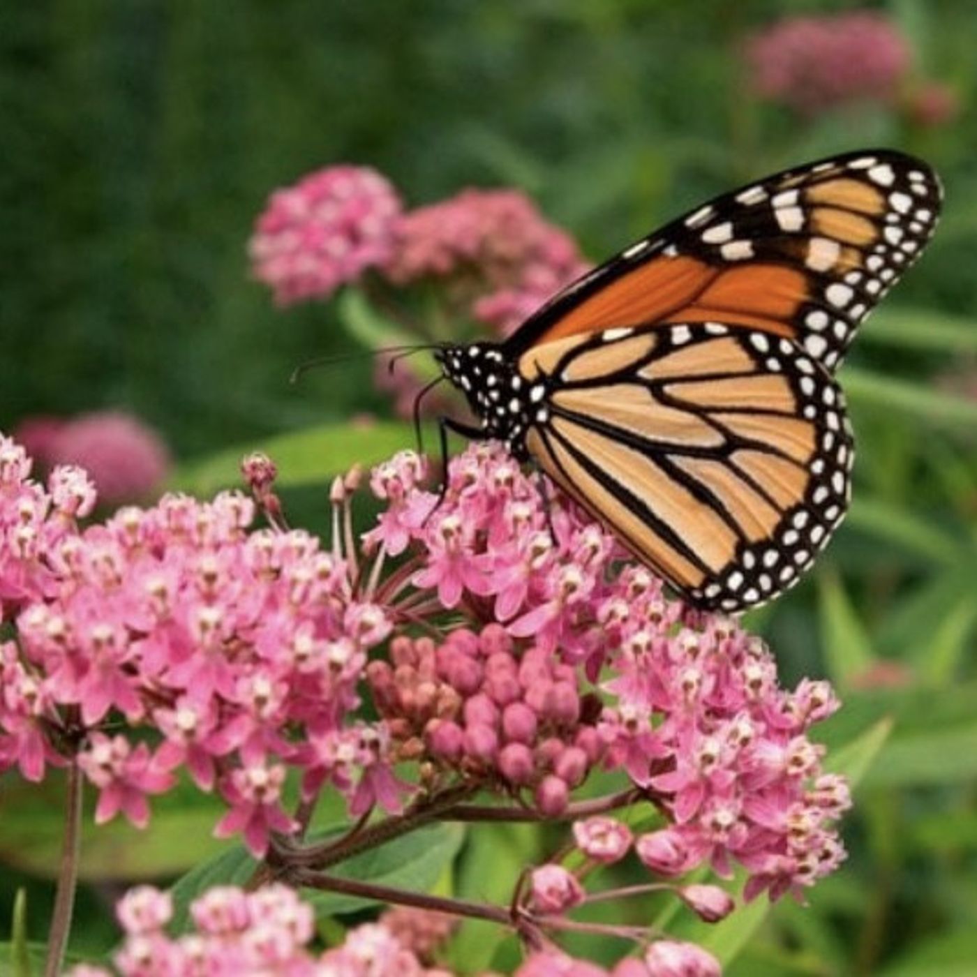 A Monarch Sipping Nectar - birth of a Haiku