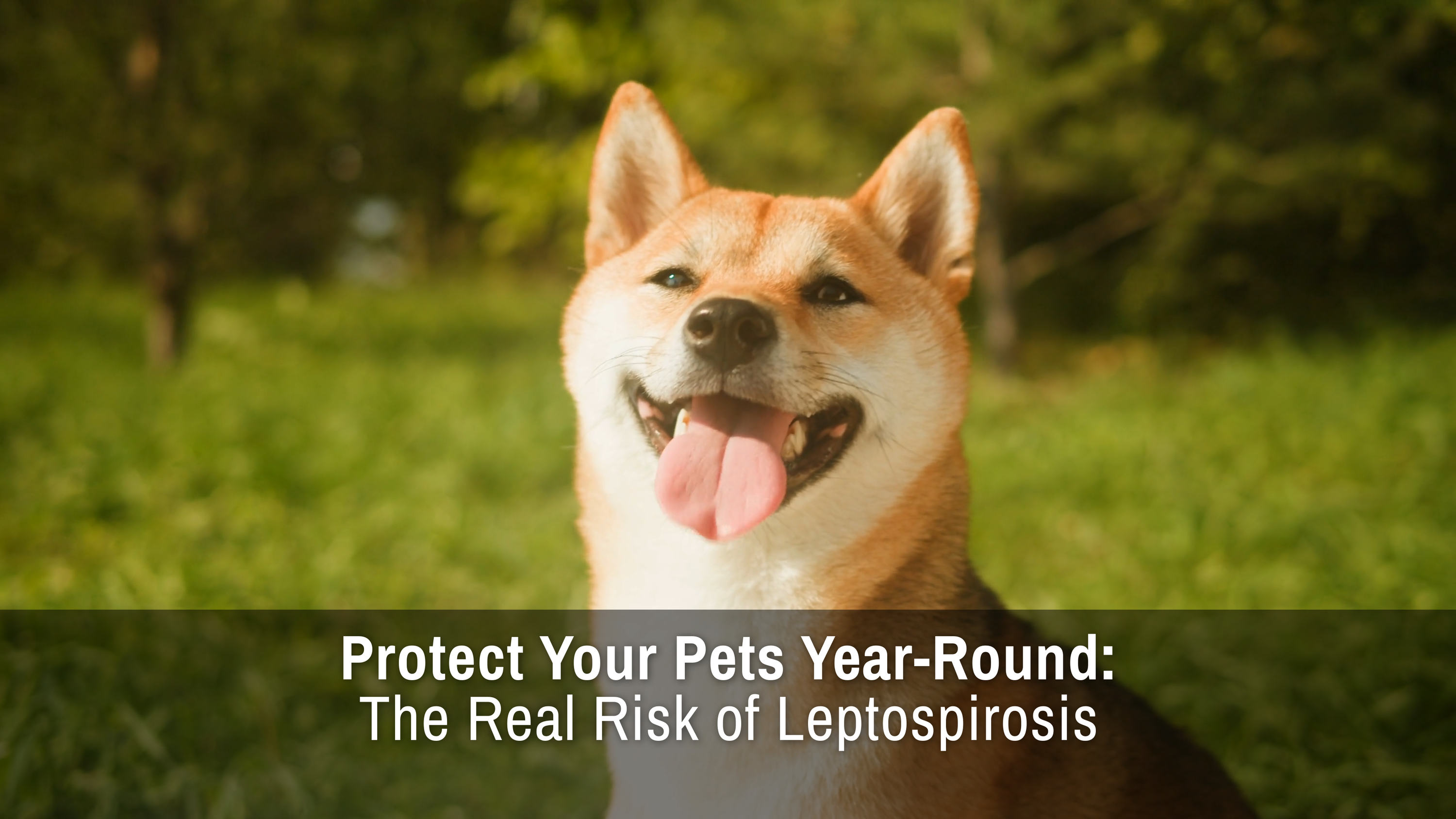 417: Protect Your Pets Year-Round: The Real Risk of Leptospirosis