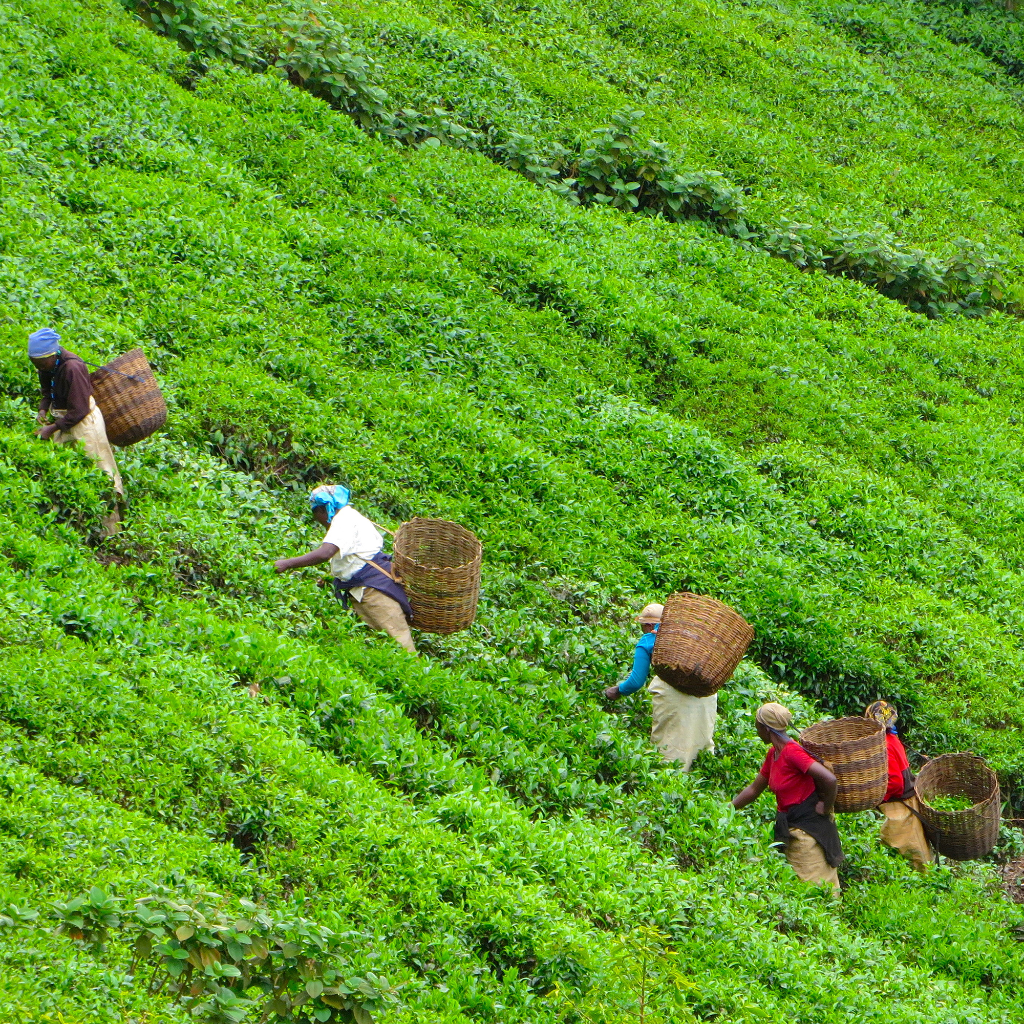 VoxDev Development Economics