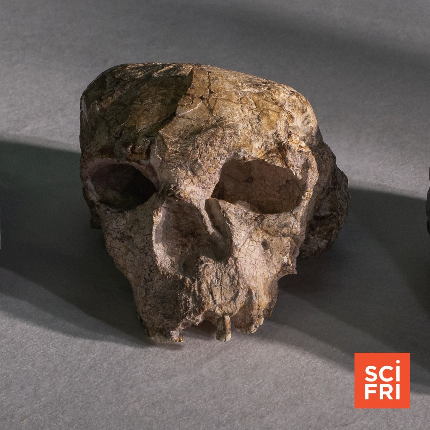 1135: Anthropologists Have A Bone To Pick With New Skull Finding episode artwork