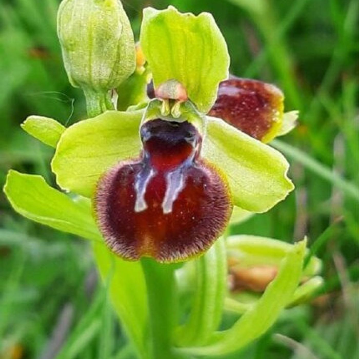 17: Stephen Oakes-Monger , The Orchid man  speaks to Ron and the Friday crew