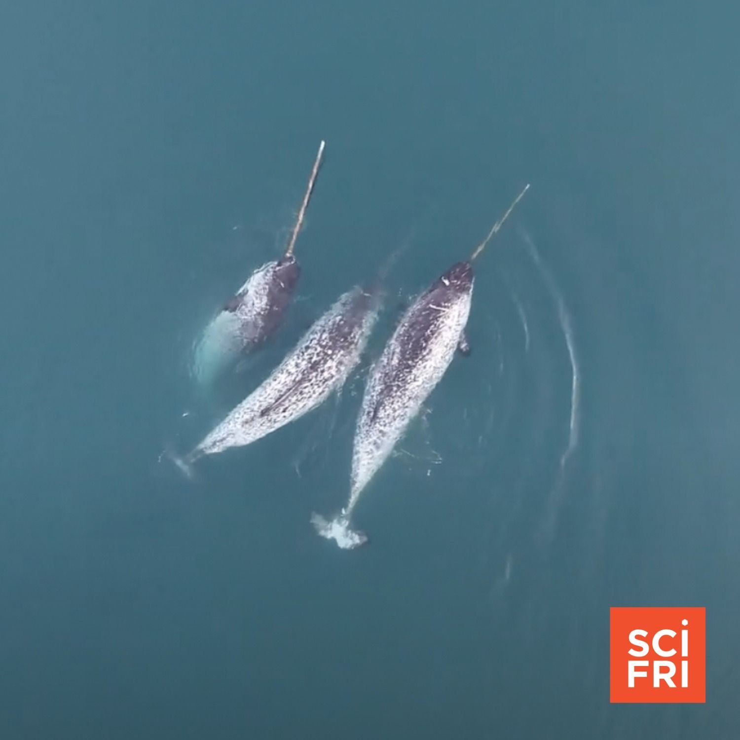 1148: Footage Shows How Narwhals Use Tusks To Hunt And Play episode artwork