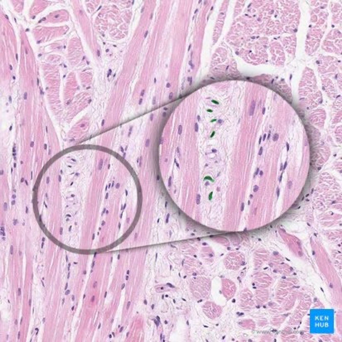773: Fibroblasts: Quiet Engines to Boost Collagen 773: Fibroblasts: Quiet Engines to Boost Collagen