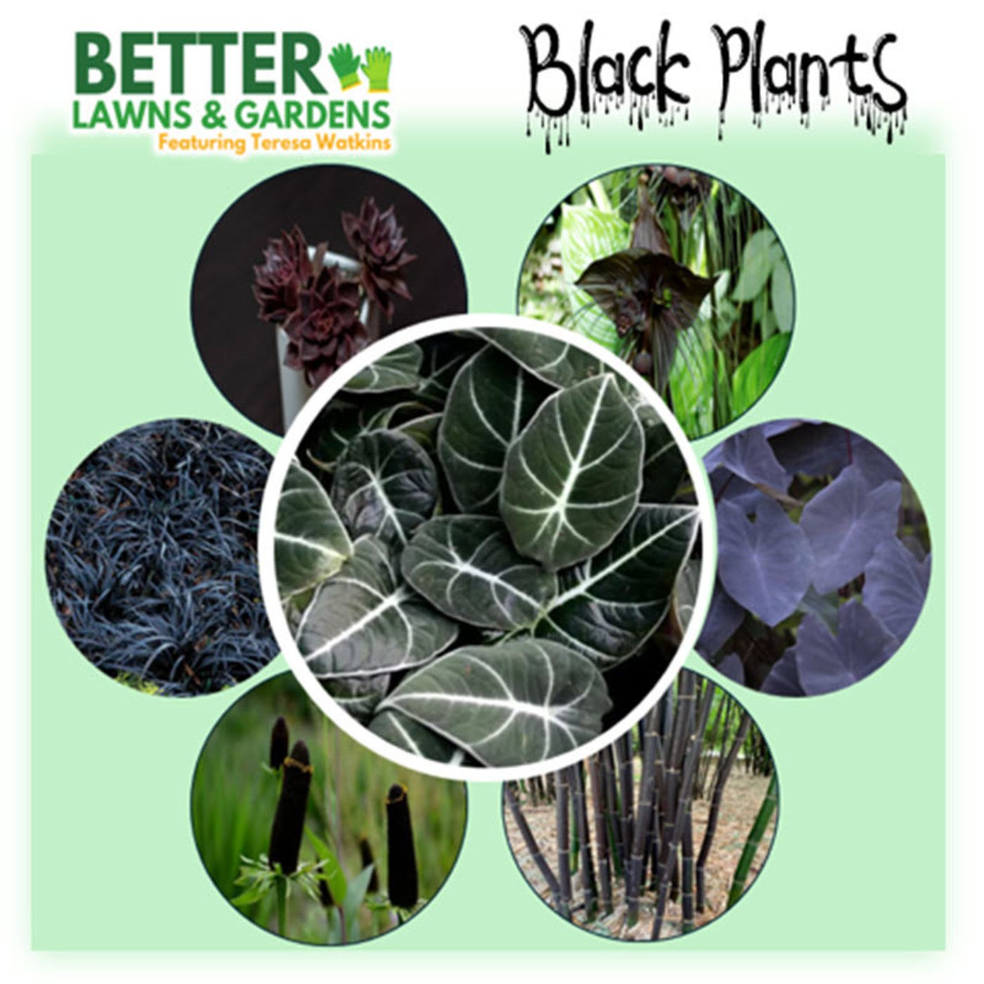 Better Lawns and Gardens - Hour 1 Black Plants October 25, 2025