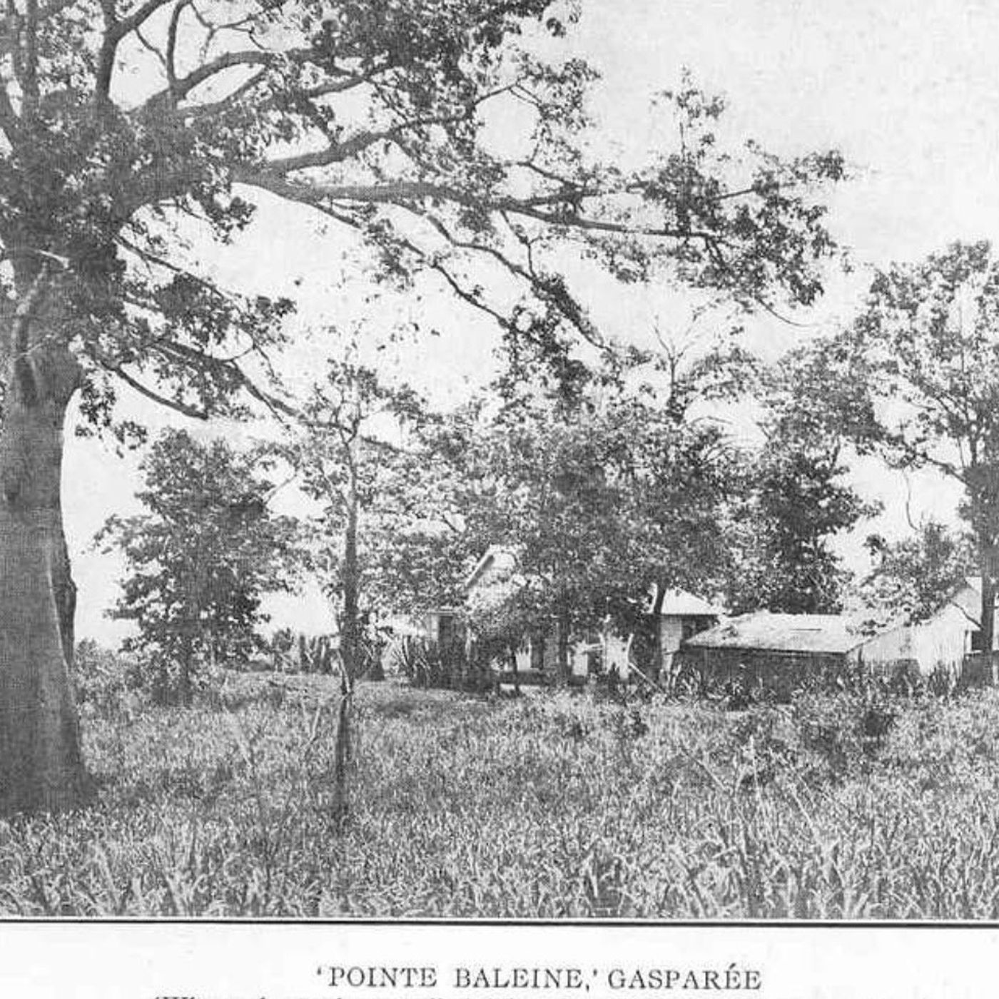 43: US Military Buildup Near Venezuela and Opposition Support for Action. Ernesto Araújo and Alejandro Peña Esclusa discuss the unprecedented US military buildup at the former Roosevelt Roads Naval Base in Puerto Rico, interpreted as preparations for action a