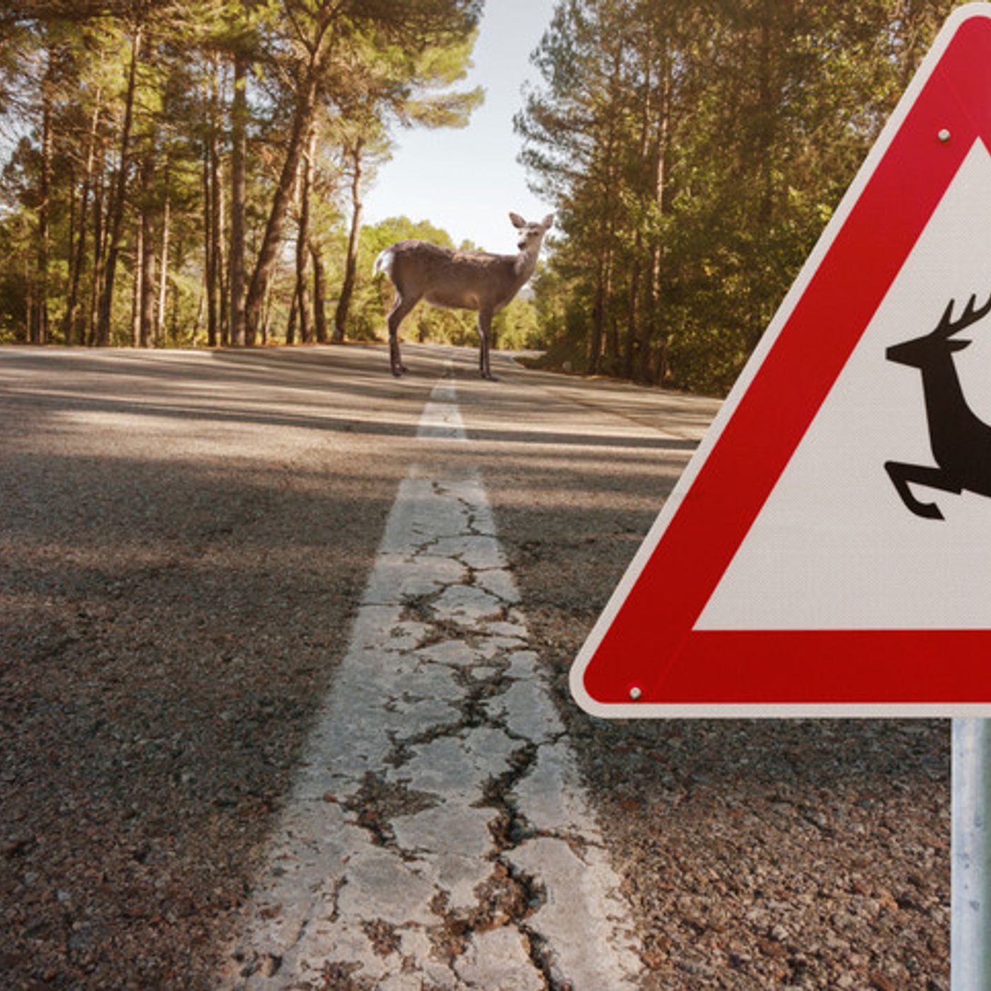 Tuesday, November 4: Crazy Deer Accidents, CT Election Day, Song Ideas for the Box