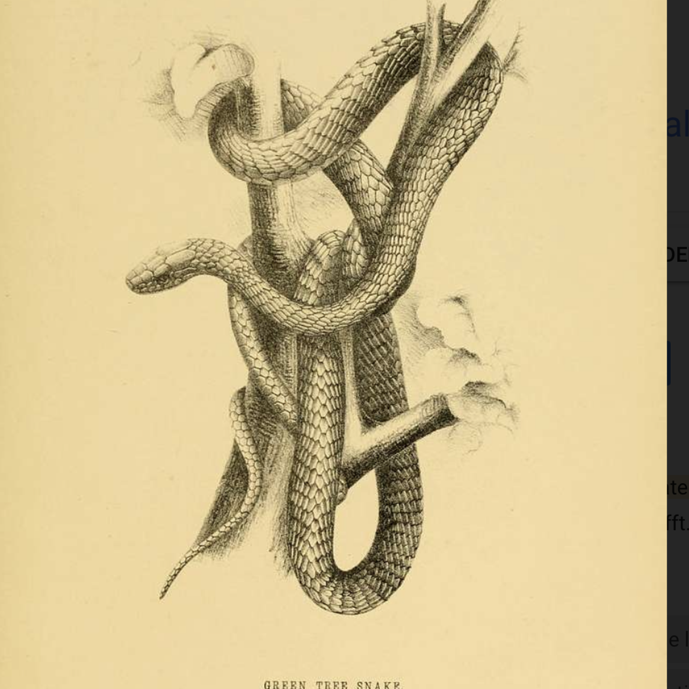S8 Ep115: DIY Snake Catching Classes Emerge Jeremy Zakis Due to a massive snake population boom and a forthcoming shortage of retiring professionals, a new industry offering DIY snake wrangling training has emerged in Australia. Courses, like one run by Dr. Christi