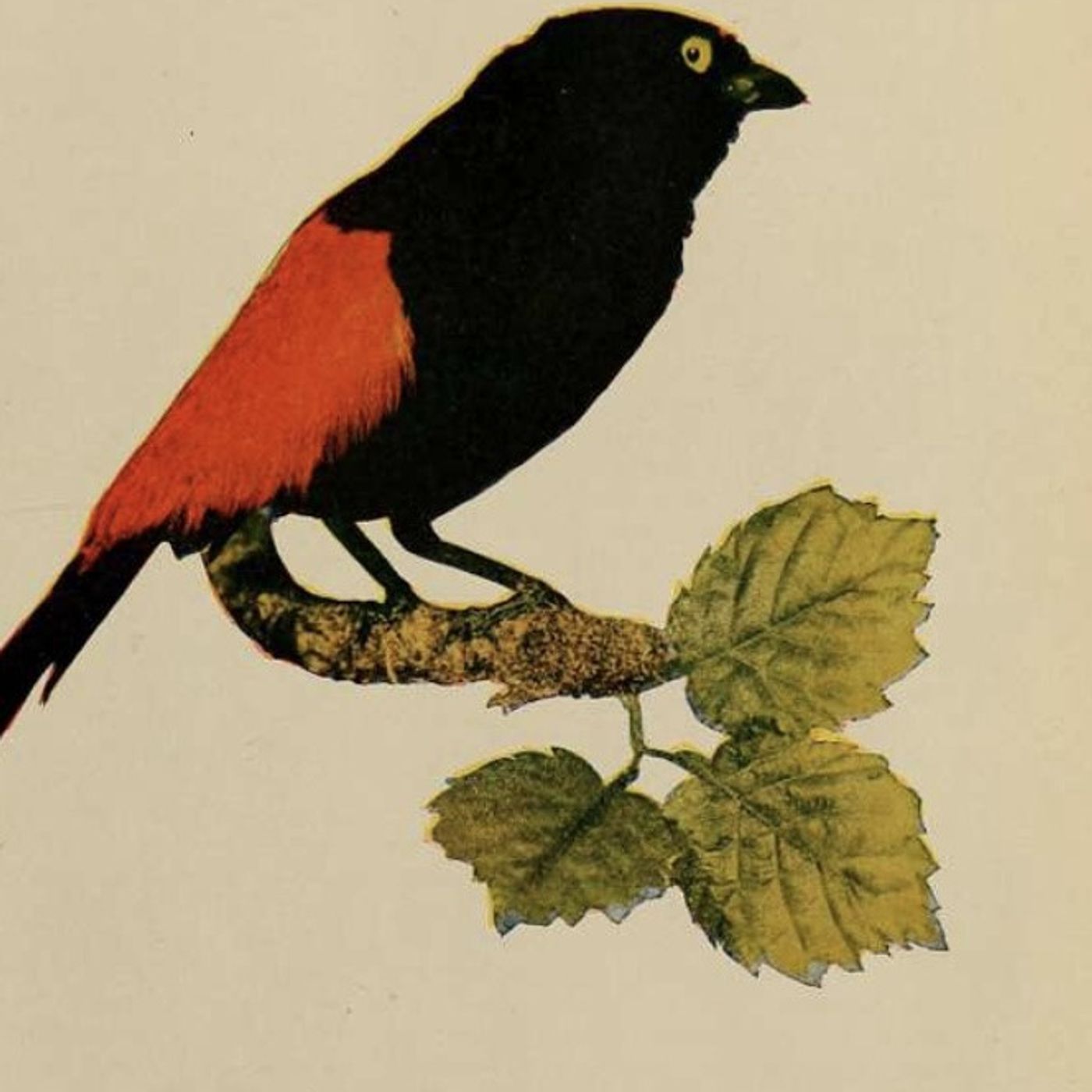 68: Dallas the Dog Welcomes Skittish Sparrows. Jeremy details Dallas's affinity for birds, noting that usually skittish common garden sparrows are now drinking and eating from the dog's bowls. The destructive cockatoos, while still present and stripping pine