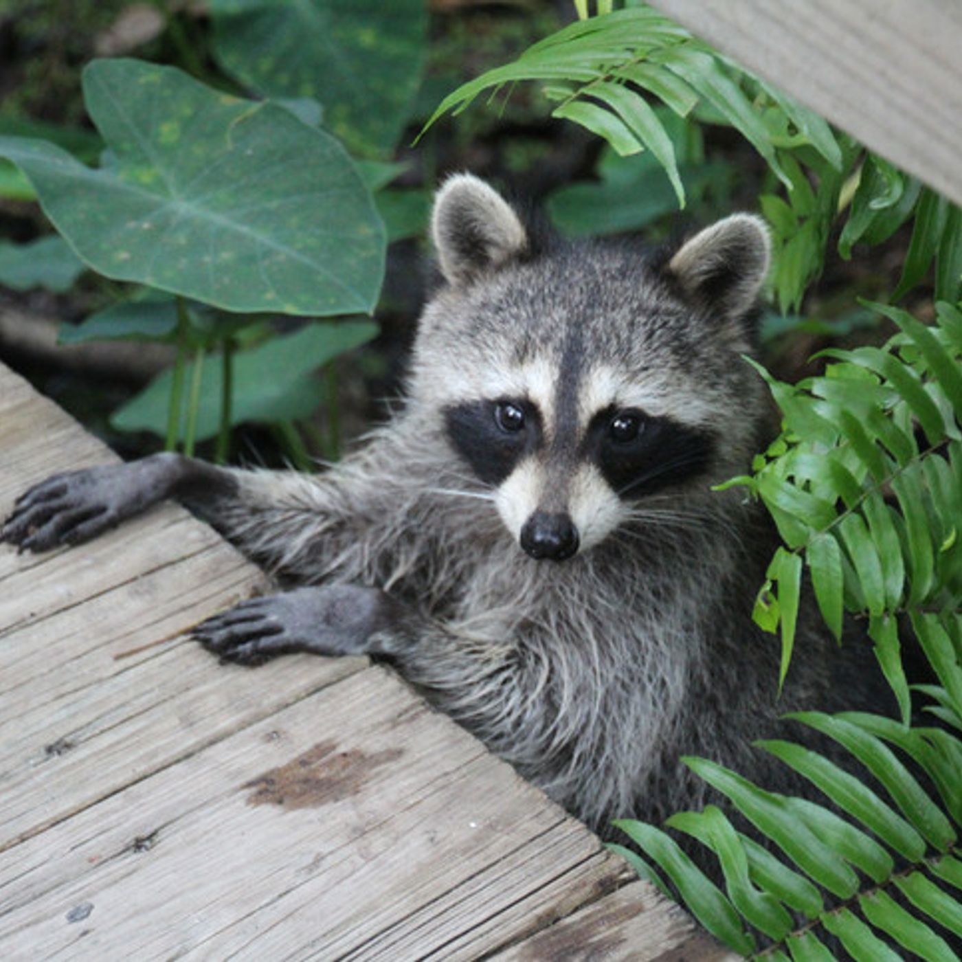 Pod Pick: The Derby Raccoon Controversy