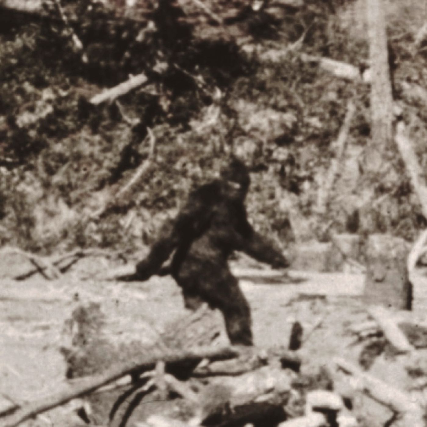 Odd Anthropology