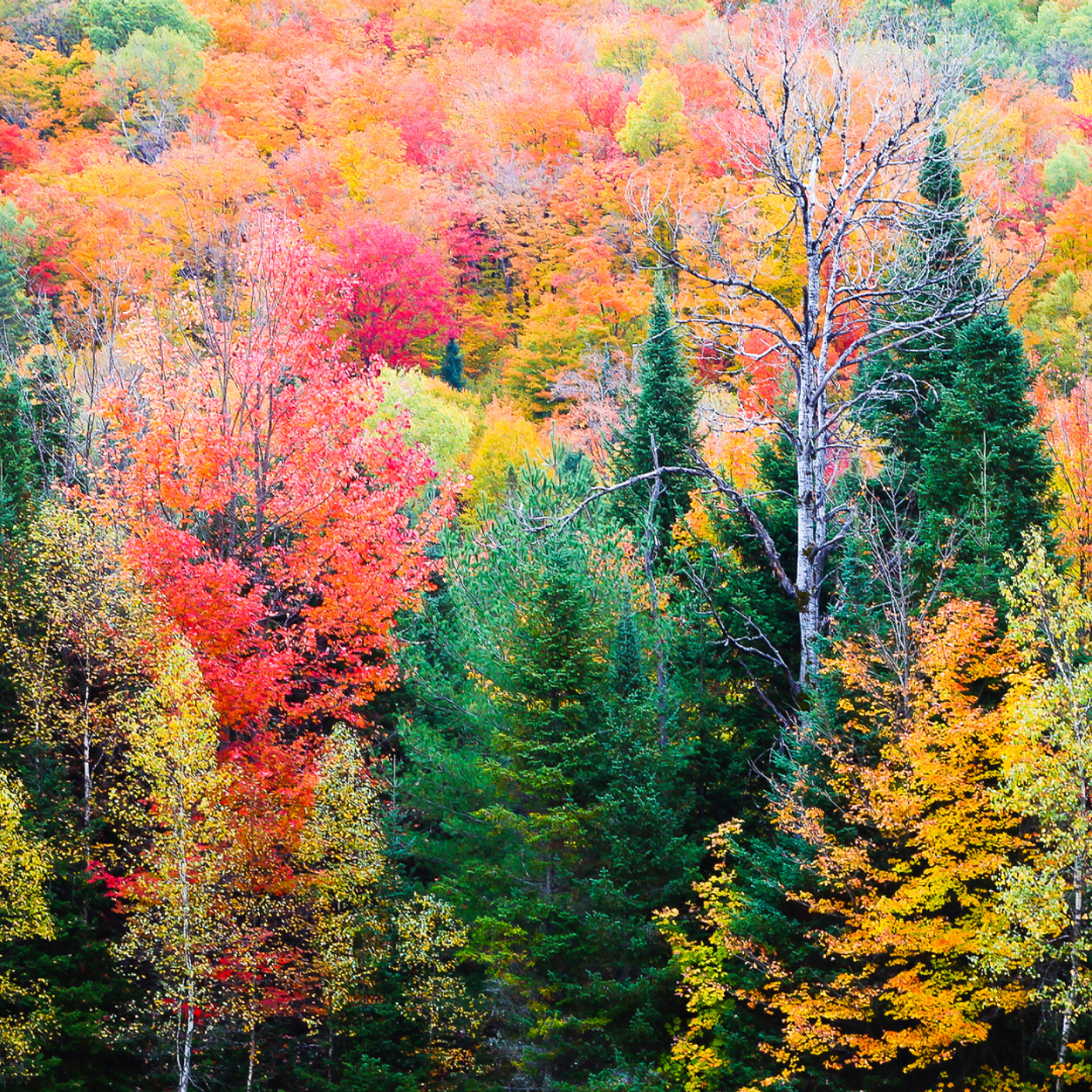 Thanksgiving Bonus! Thanksgiving Bonus!