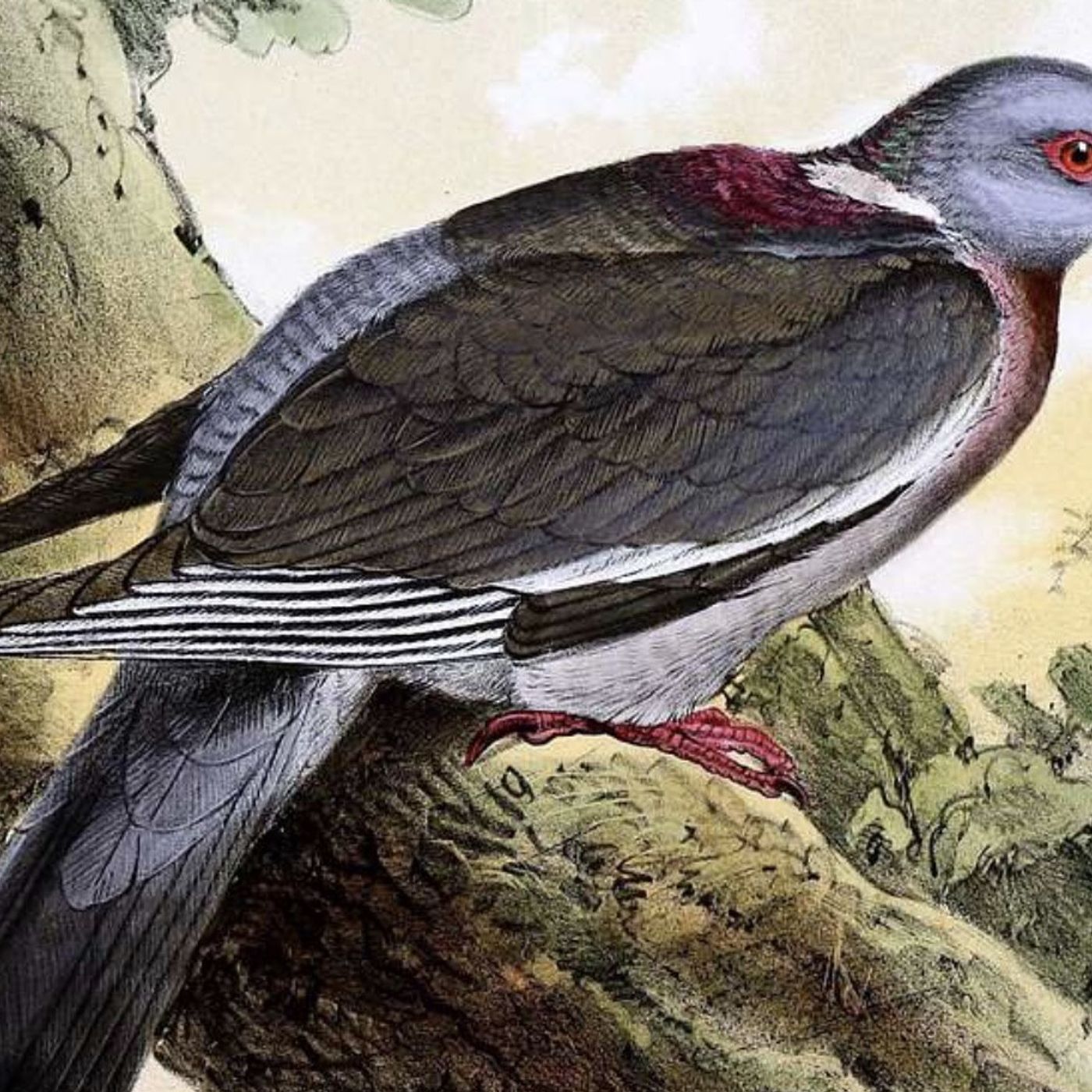 S8 Ep149: 2/8. Pigeons: The Great Communicators and Wartime Heroes — Steven Moss — Moss discusses the humble pigeon as a paradoxical feral bird species possessing extraordinary homing capabilities that made it invaluable as a communications mechanism. Although the