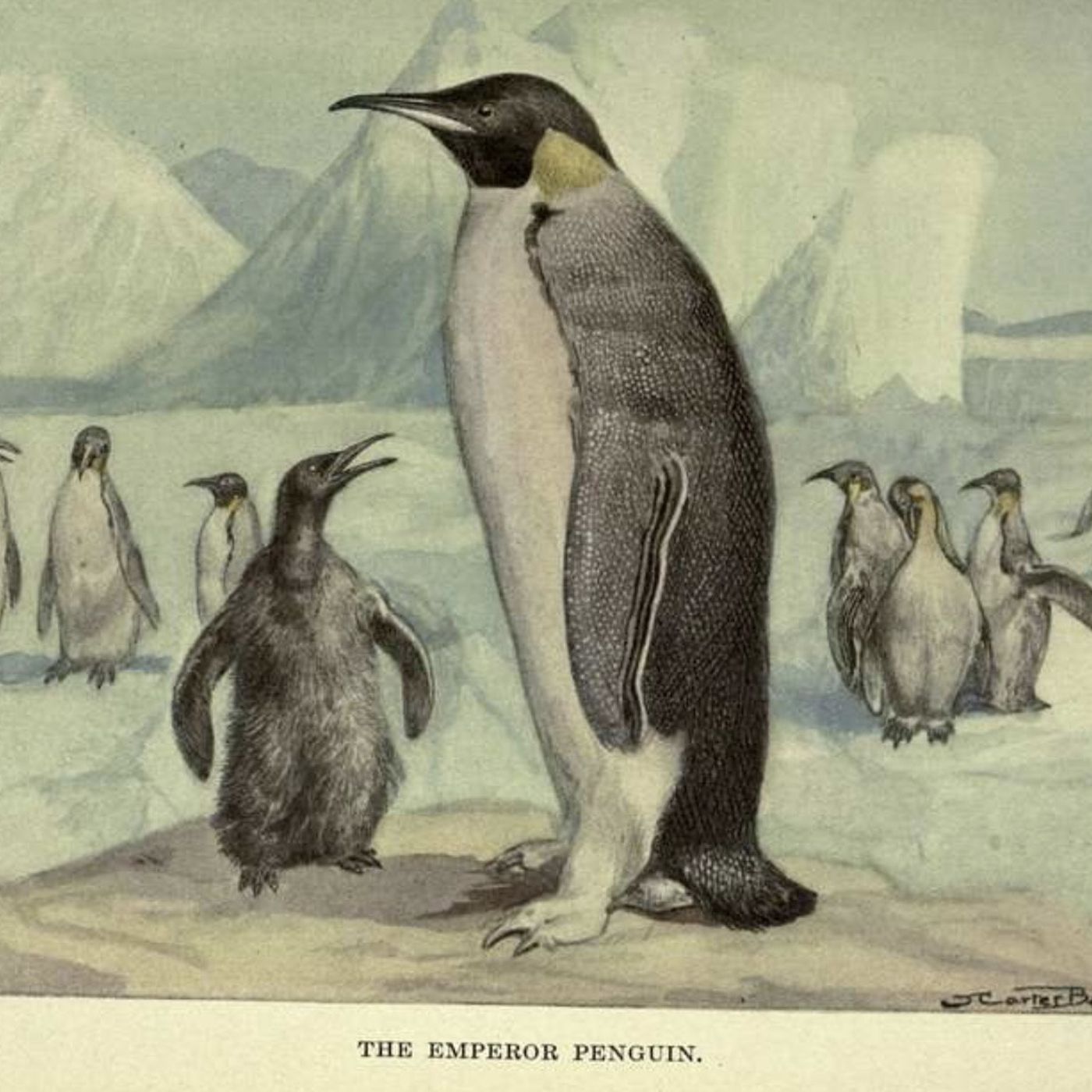 S8 Ep149: 7/8. The Snowy Egret, The Emperor Penguin, and the Climate Canary — Steven Moss — Moss describes the beautiful Snowy Egret, nearly driven to extinction during 19th-century "plumage wars," when its feathers, priced equivalently to gold, were harvested for