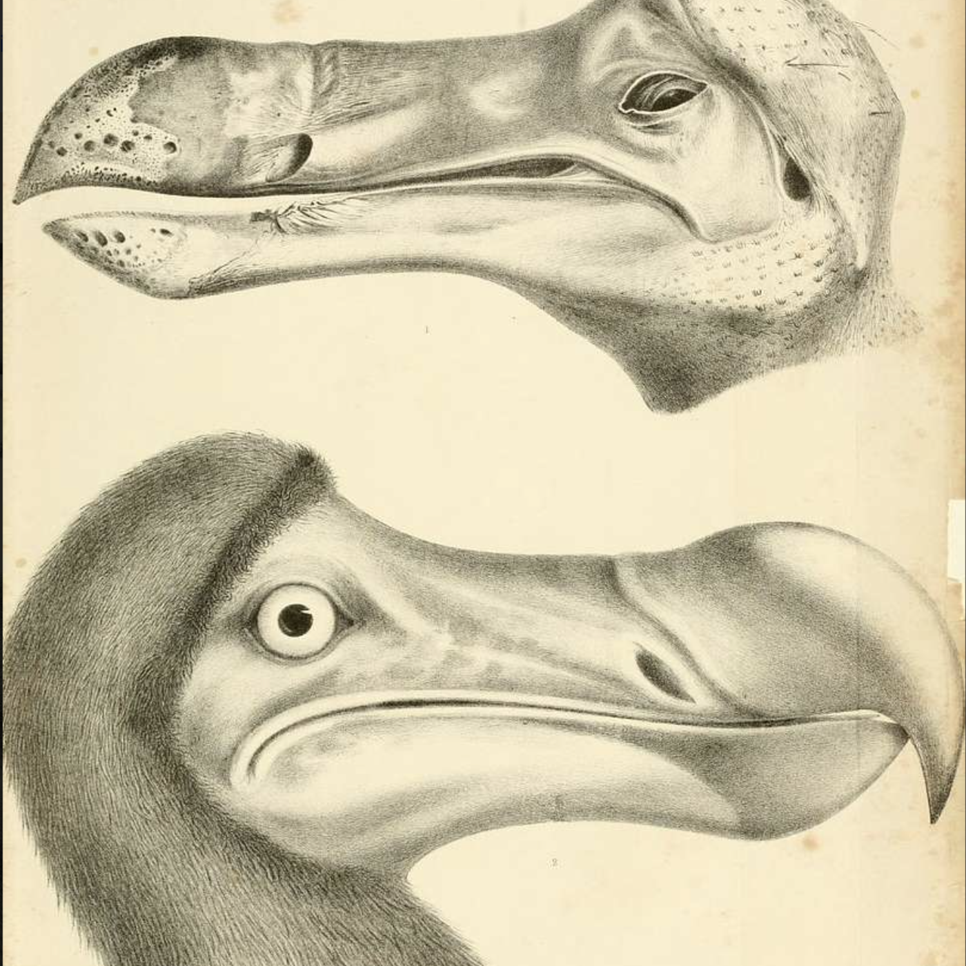 S8 Ep149: 8/8. Global Bird Consciousness and Human Responsibility — Steven Moss — Moss concludes by emphasizing that birds represent profound indicators of planetary ecological health and human stewardship. Moss argues that human societies have repeatedly demonstra