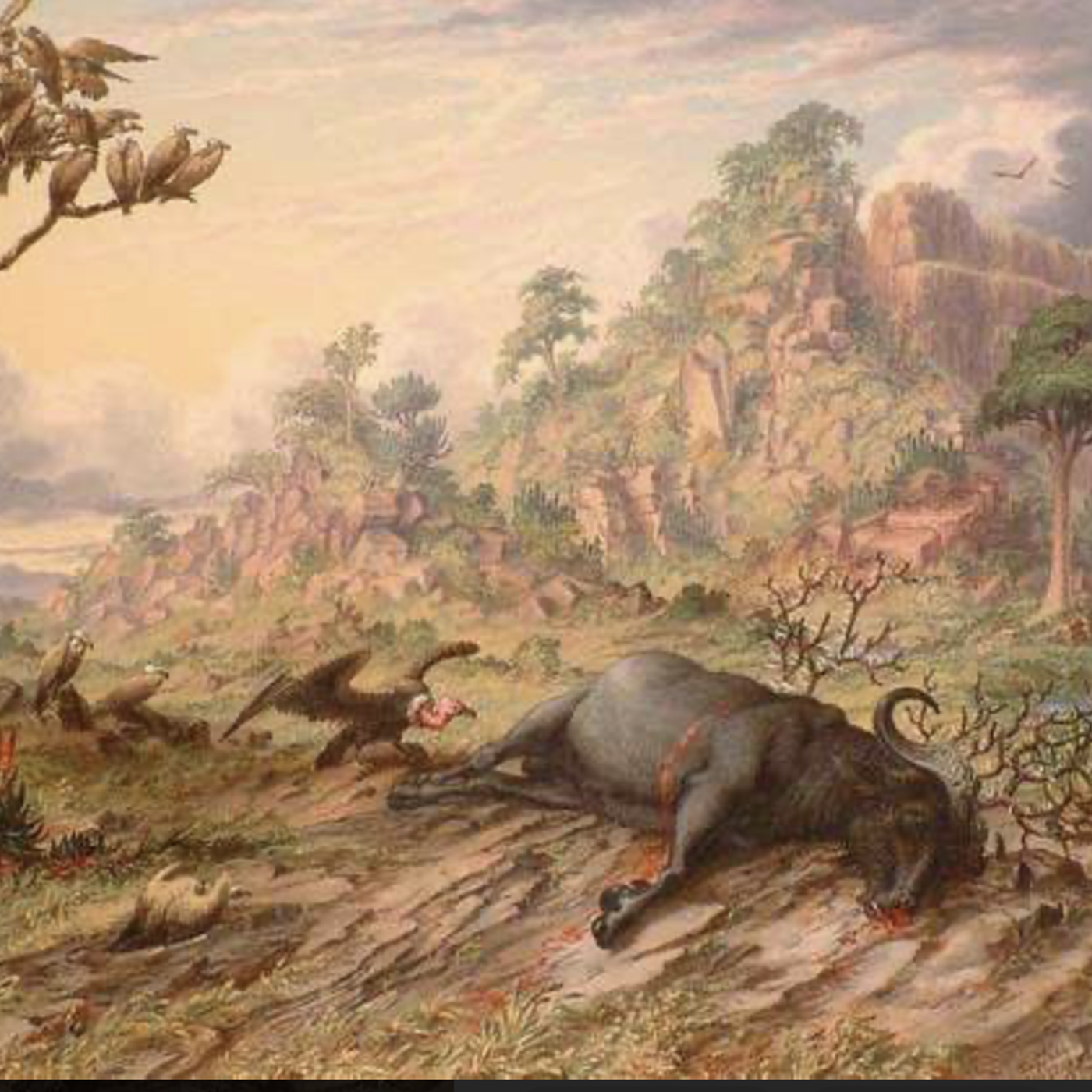 S8 Ep149: 1/8. The Deep History of North American Mammals and the Arrival of Human Predators — Dan Flores — Flores's book Wild New World examines North American fauna spanning 66 million years, detailing the evolutionary processes and intercontinental migration pat