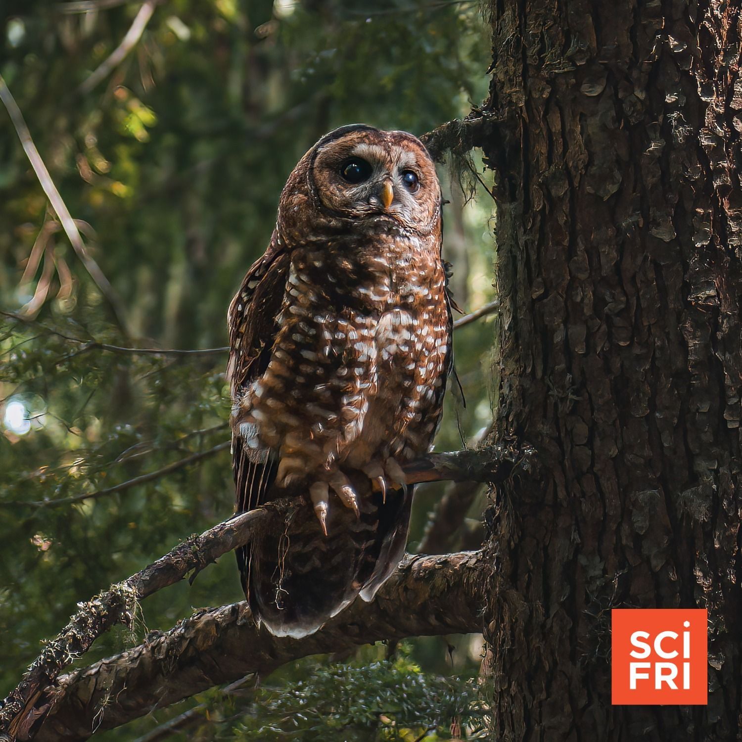 1180: A Startling Plan To Save Spotted Owls—From Barred Owls episode artwork