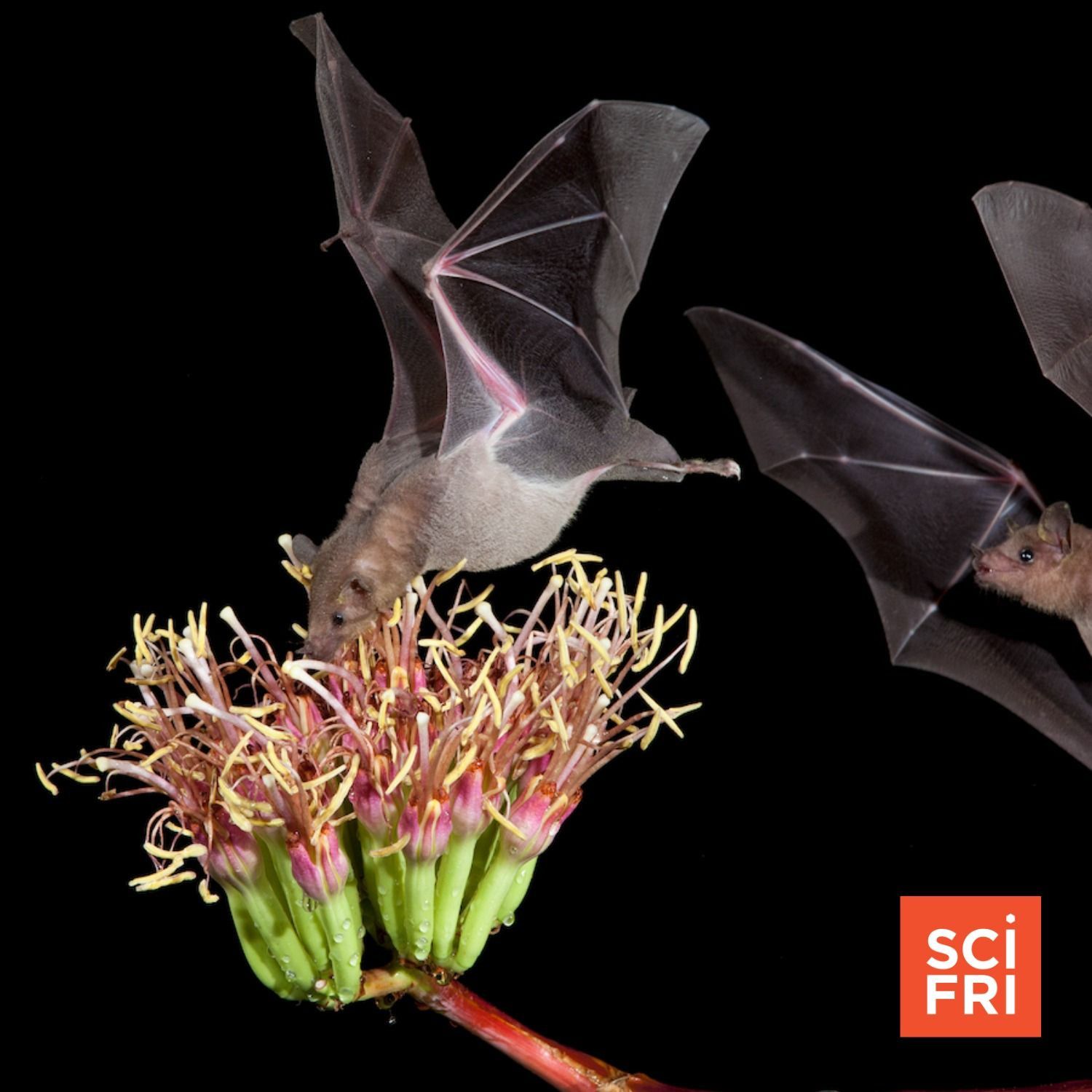 1181: A Toast To Bats That Pollinate Agave, And Tracking Monarchs episode artwork