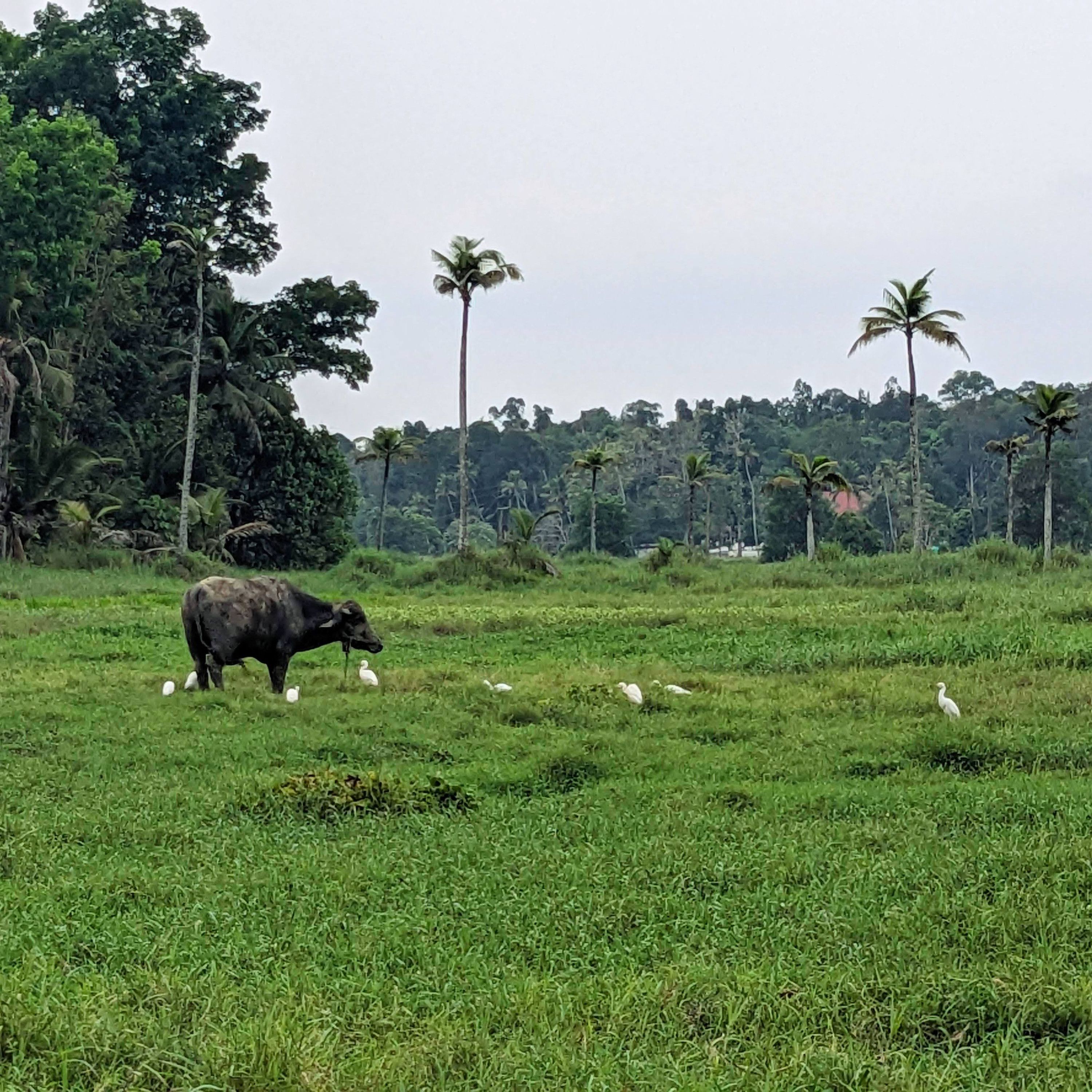 Farm life, Kerala episode artwork