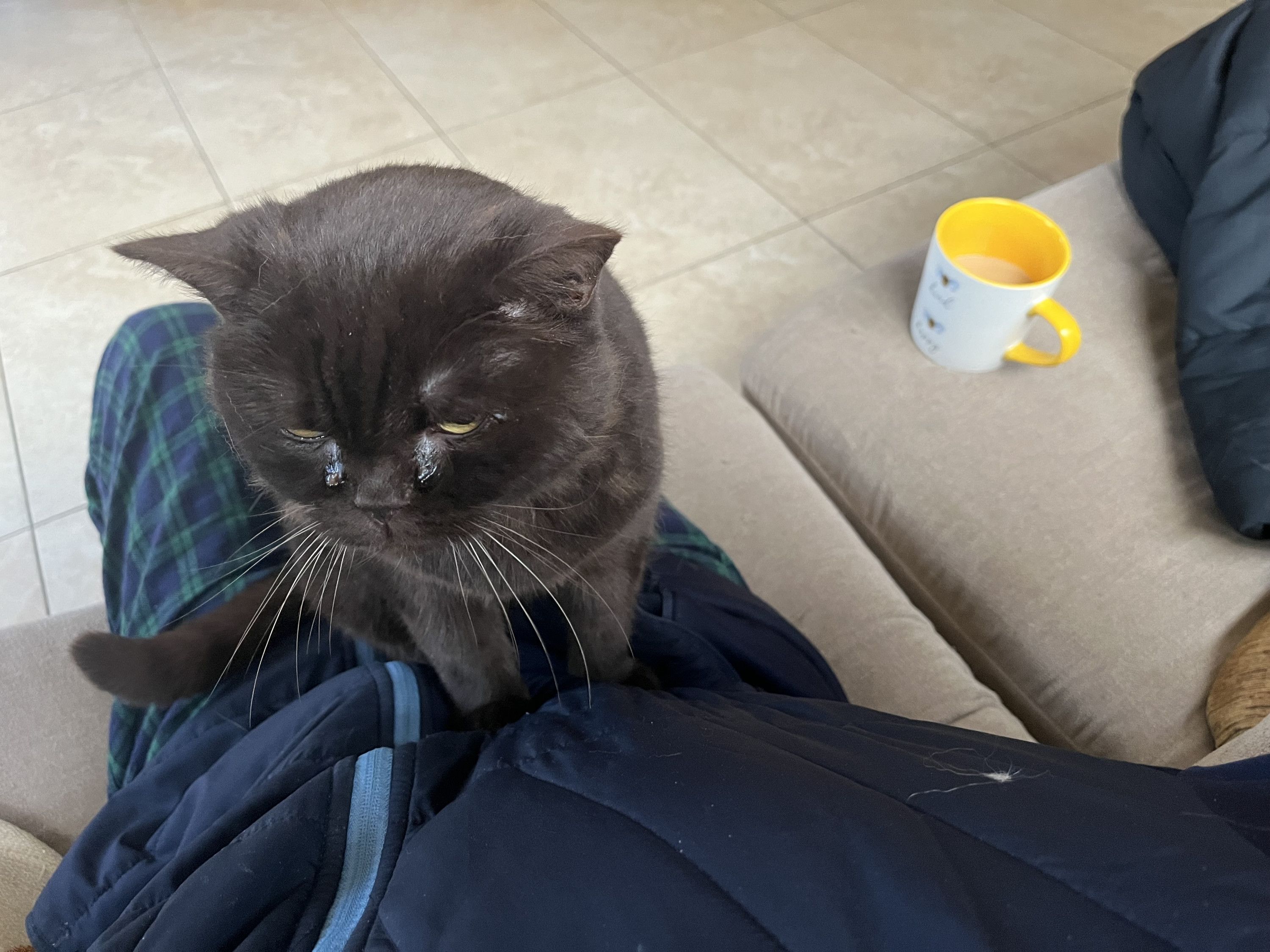 Waking up 36 Hours after the Car Crash  #DecPodPoMo Episode 4/31