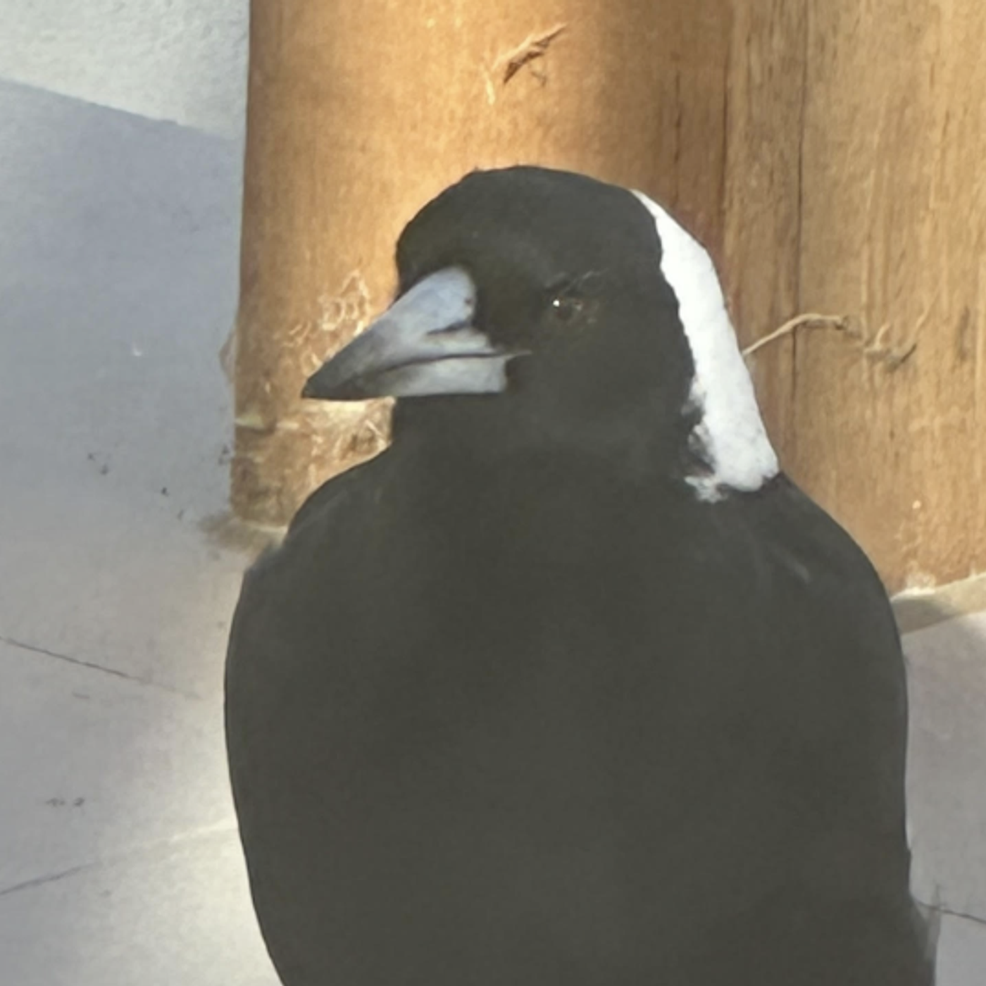 S8 Ep171: Dallas the Spoodle Befriends Local Magpies as Cockatoos Target Neighbors: Colleague Jeremy Zakis reports that Dallas, an 11-year-old spoodle, continues to expand his "village" of avian friends, now joined by teenage magpies who actively run to greet him d S8 Ep171: Dallas the Spoodle Befriends Local Magpies as Cockatoos Target Neighbors: Colleague Jeremy Zakis reports that Dallas, an 11-year-old spoodle, continues to expand his "village" of avian friends, now joined by teenage magpies who actively run to greet him d