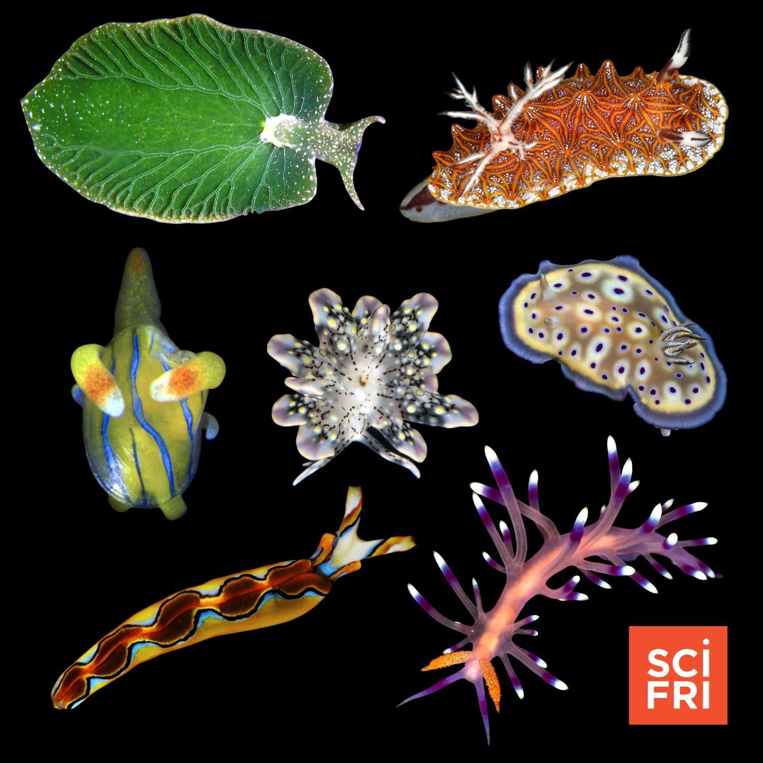 1183: Don’t Let Their Name Fool You—Sea Slugs Are Awesome episode artwork