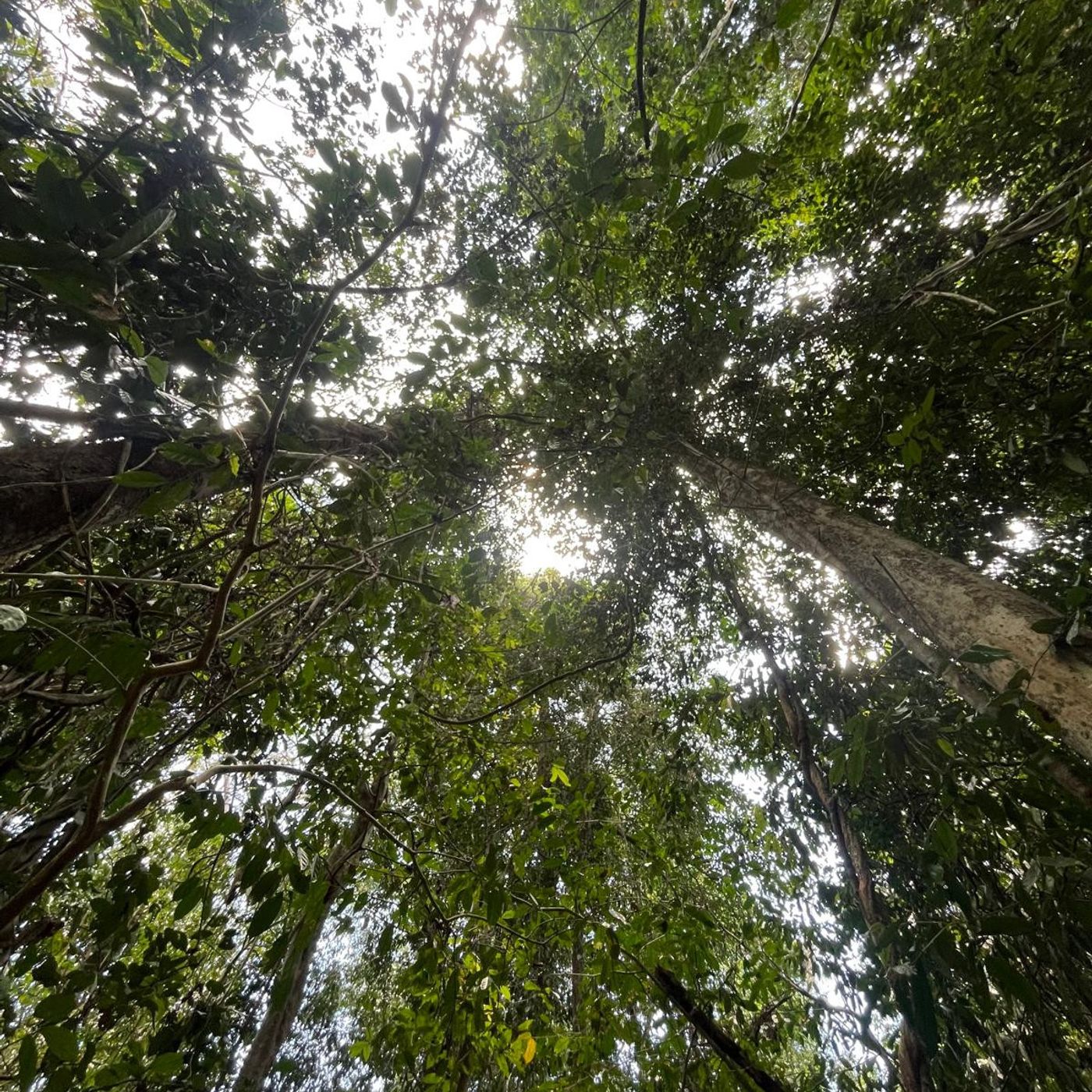 Daytime in Taman Negara