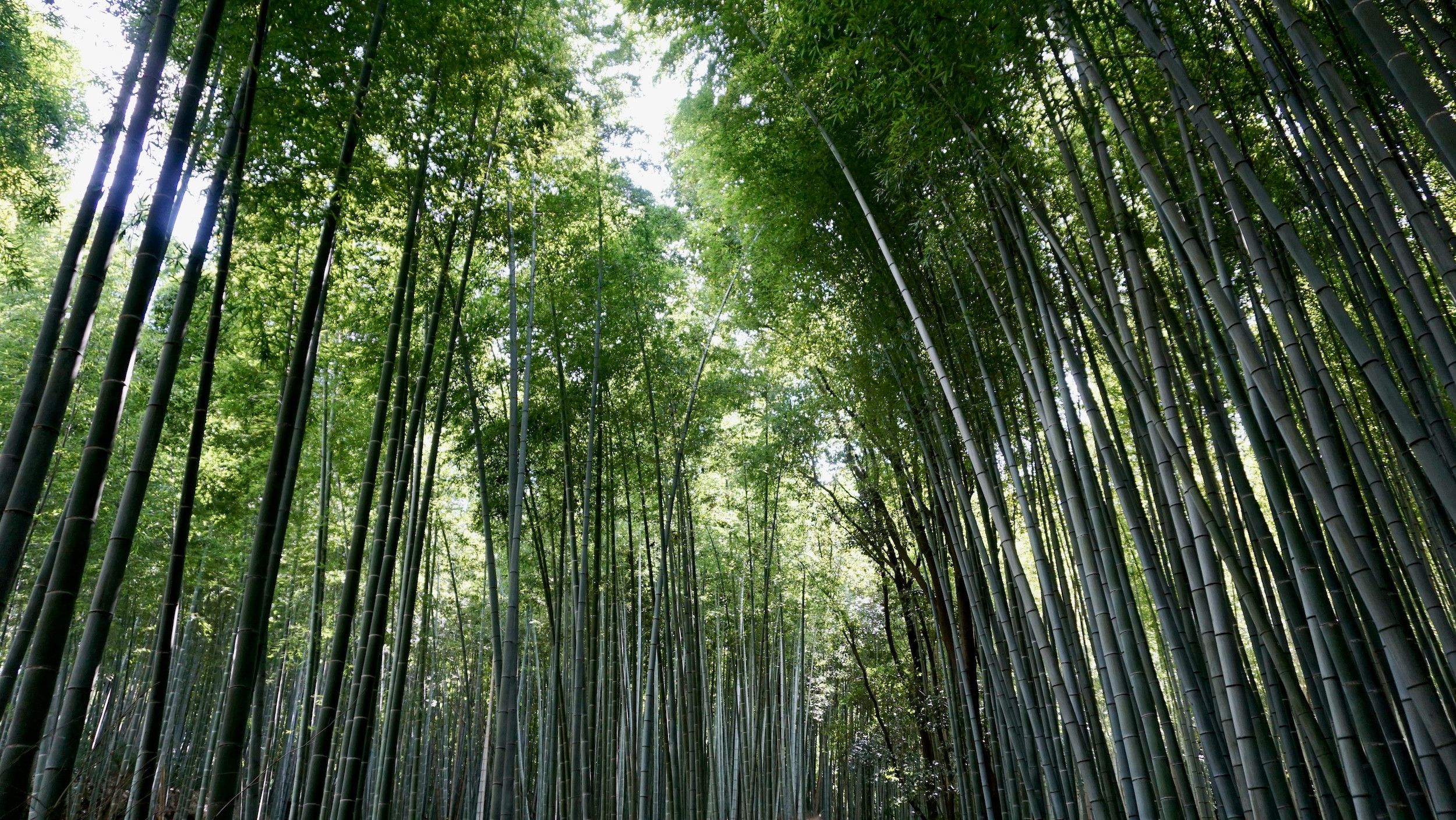 Kyoto bamboo nocturne episode artwork