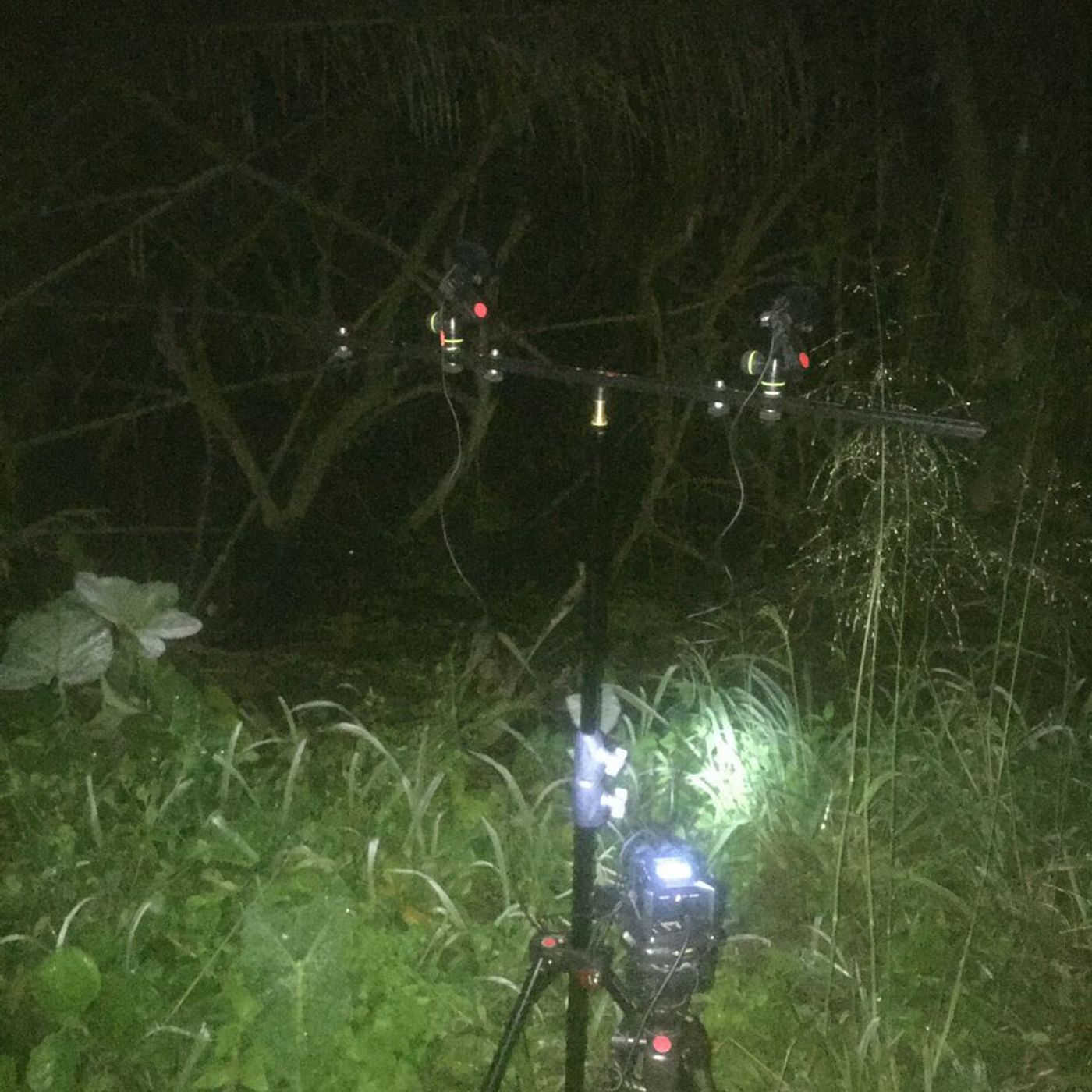 Tonal and polyrhythmic amphibians in a wetland