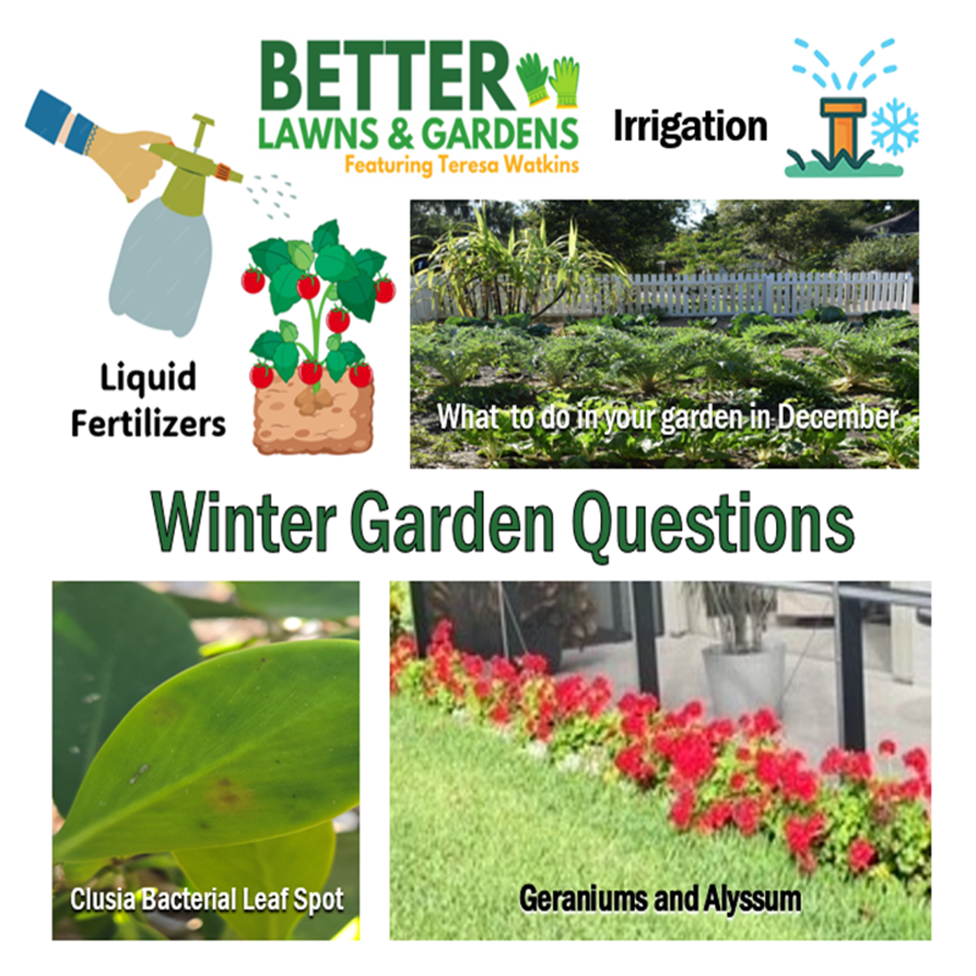 Better Lawns and Gardens - Hour 1 Garden Questions December 13, 2025