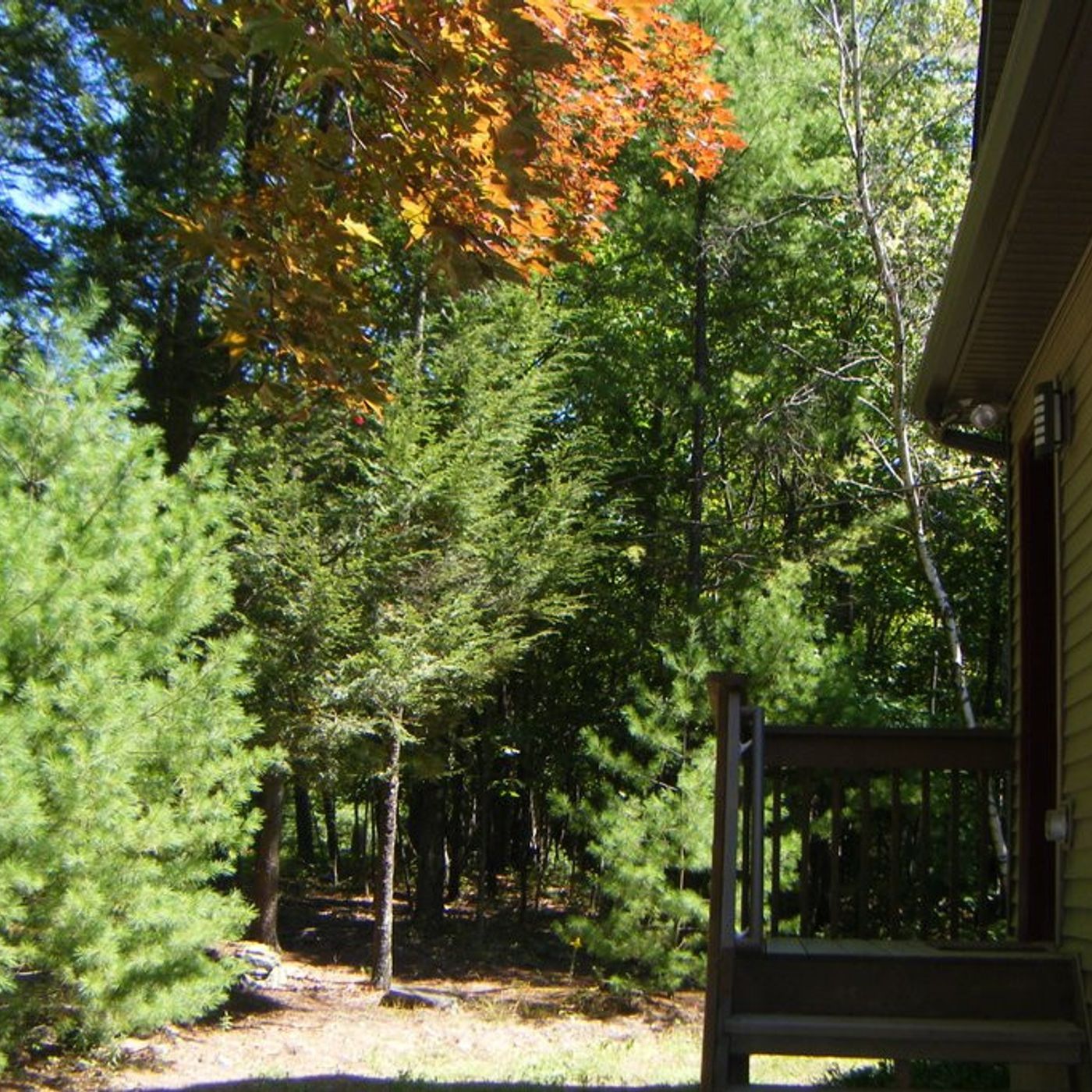 Cicadas and katydids singing