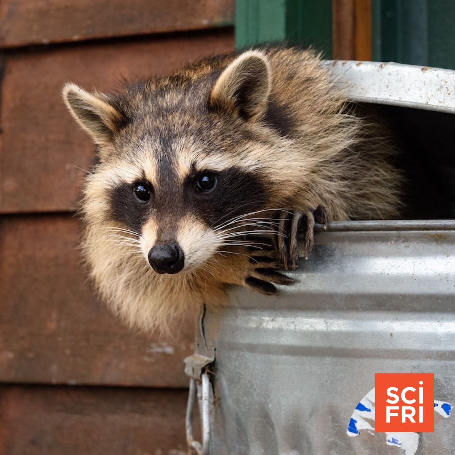 1206: Are Raccoons On The Road To Domestication? episode artwork