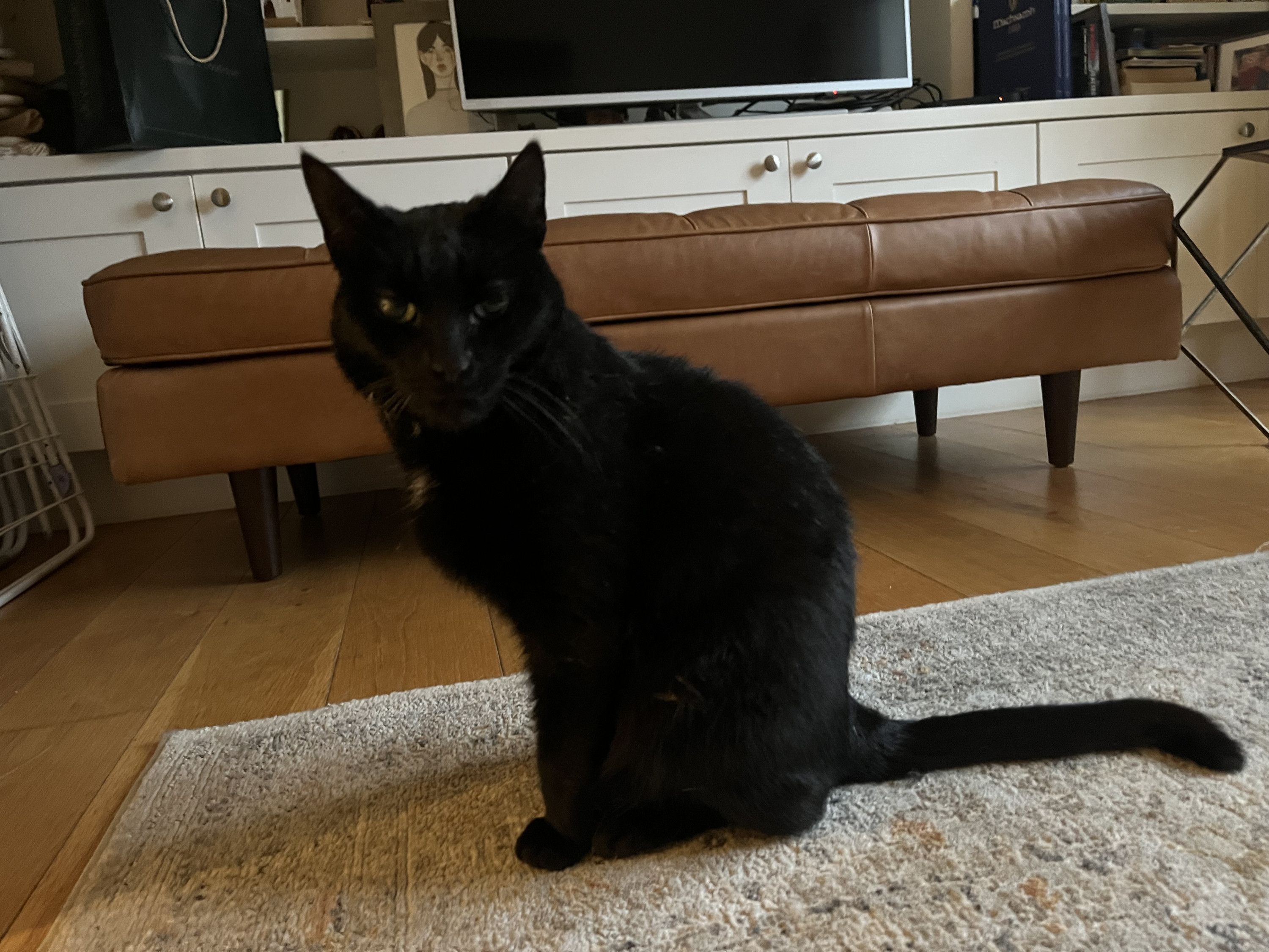 I’m worried about Puma      #Audio365  8/365.   #JanPodPoMo