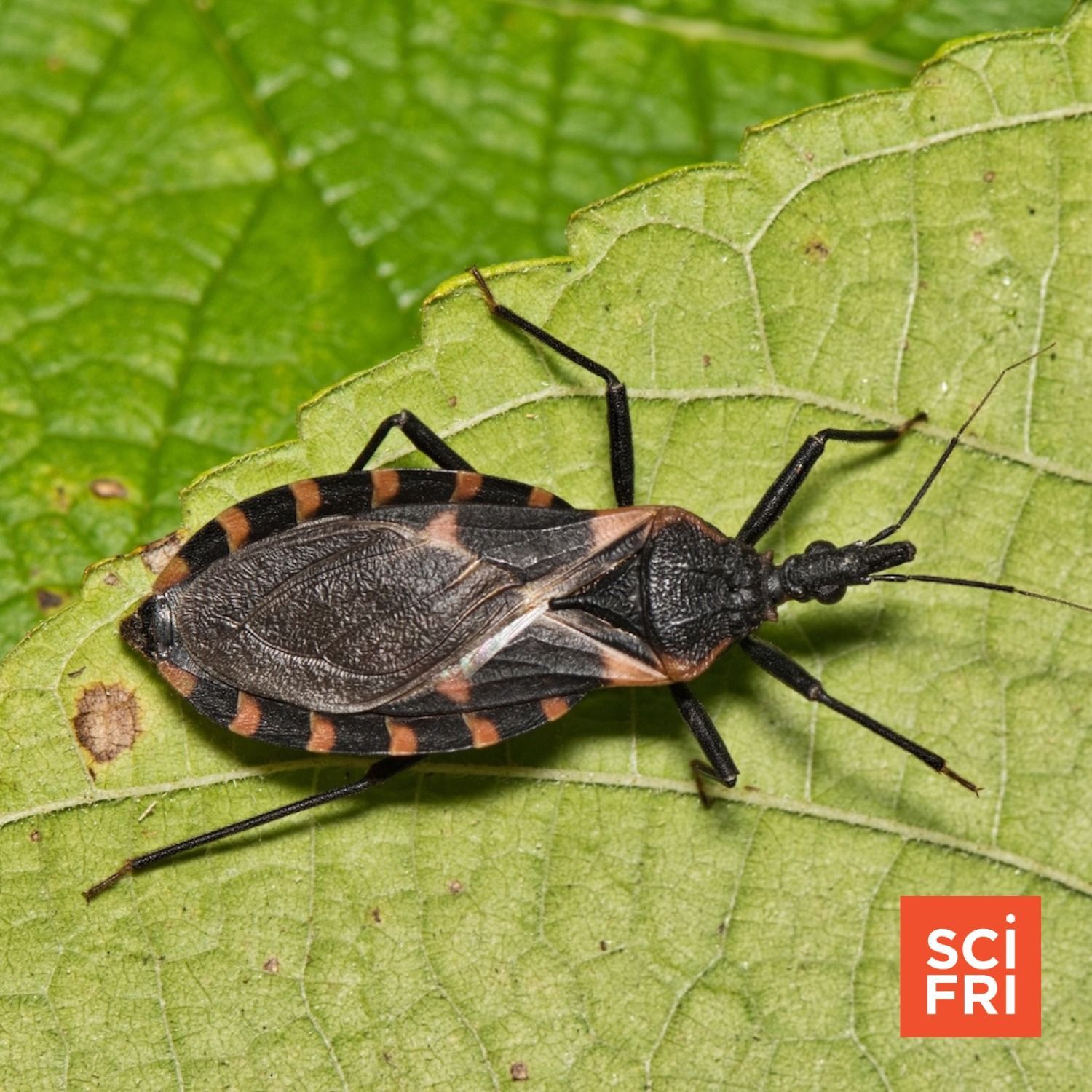 1207: ‘The Kissing Bug’ And The Story Of A Neglected Disease episode artwork