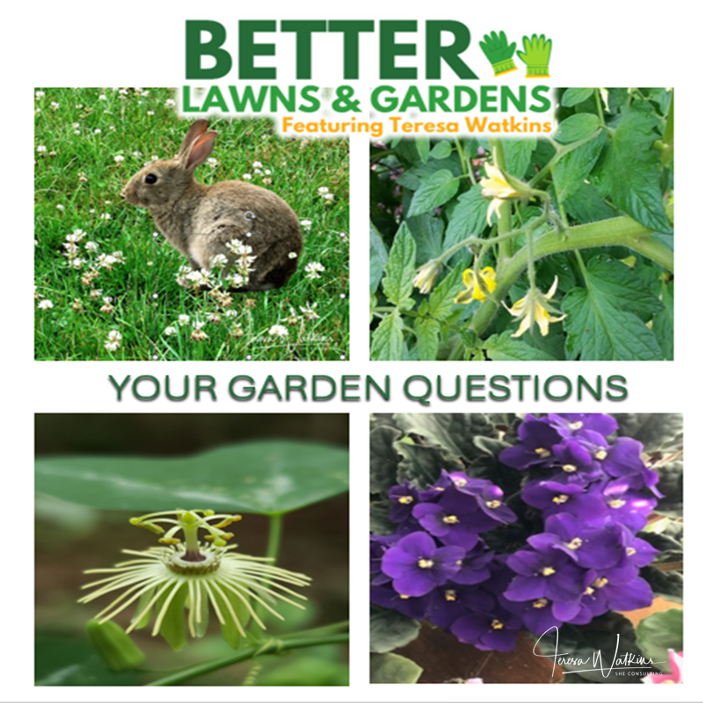 Better Lawns and Gardens - Hour 1 Your Garden Questions Jan 10, 2026