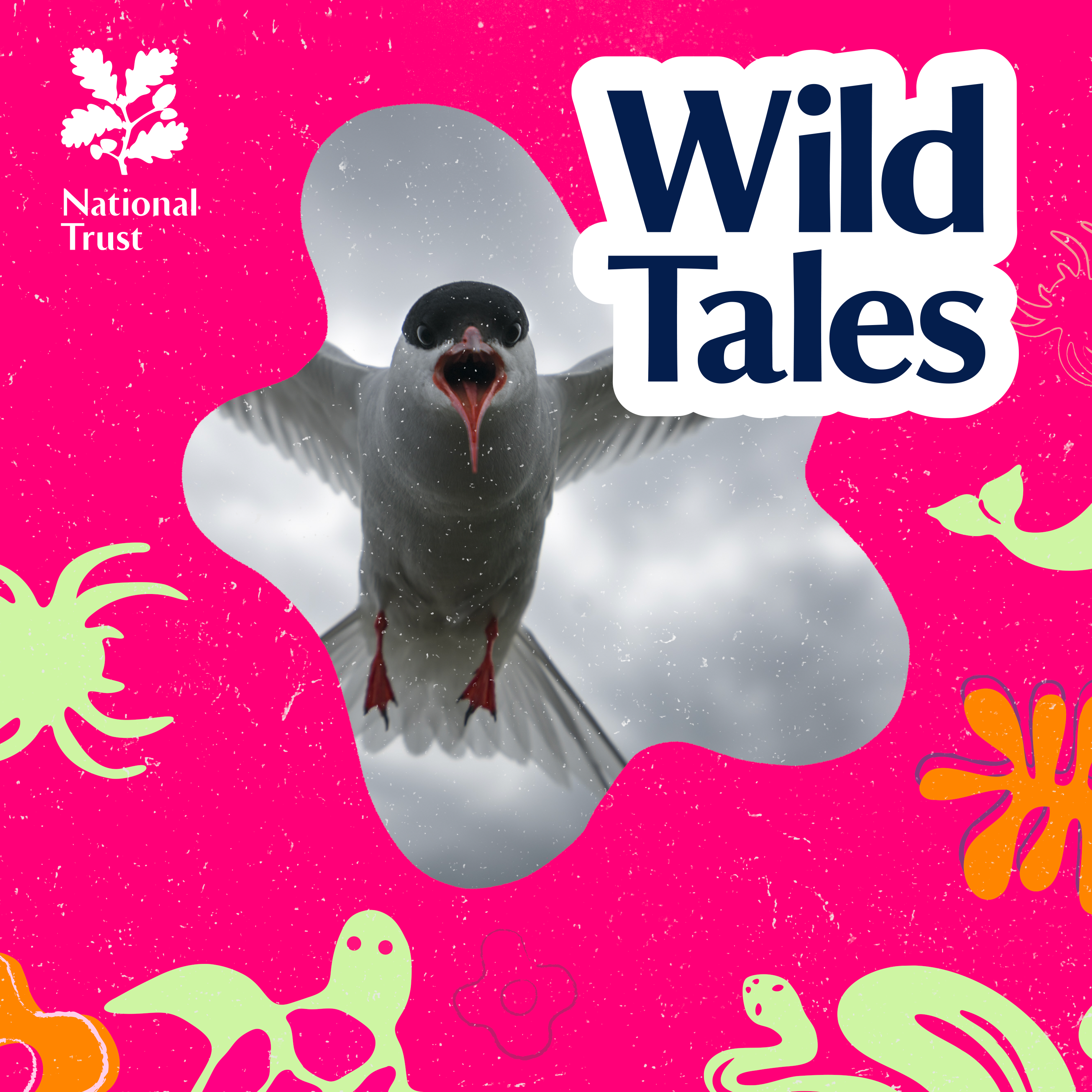 Arctic Terns | Globetrotting Dive-bombers