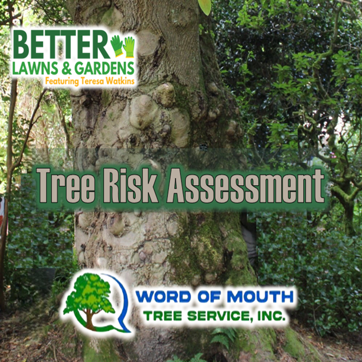 Better Lawns and Gardens - Hour 2 Tree Risk Assessment Jan 17, 2026