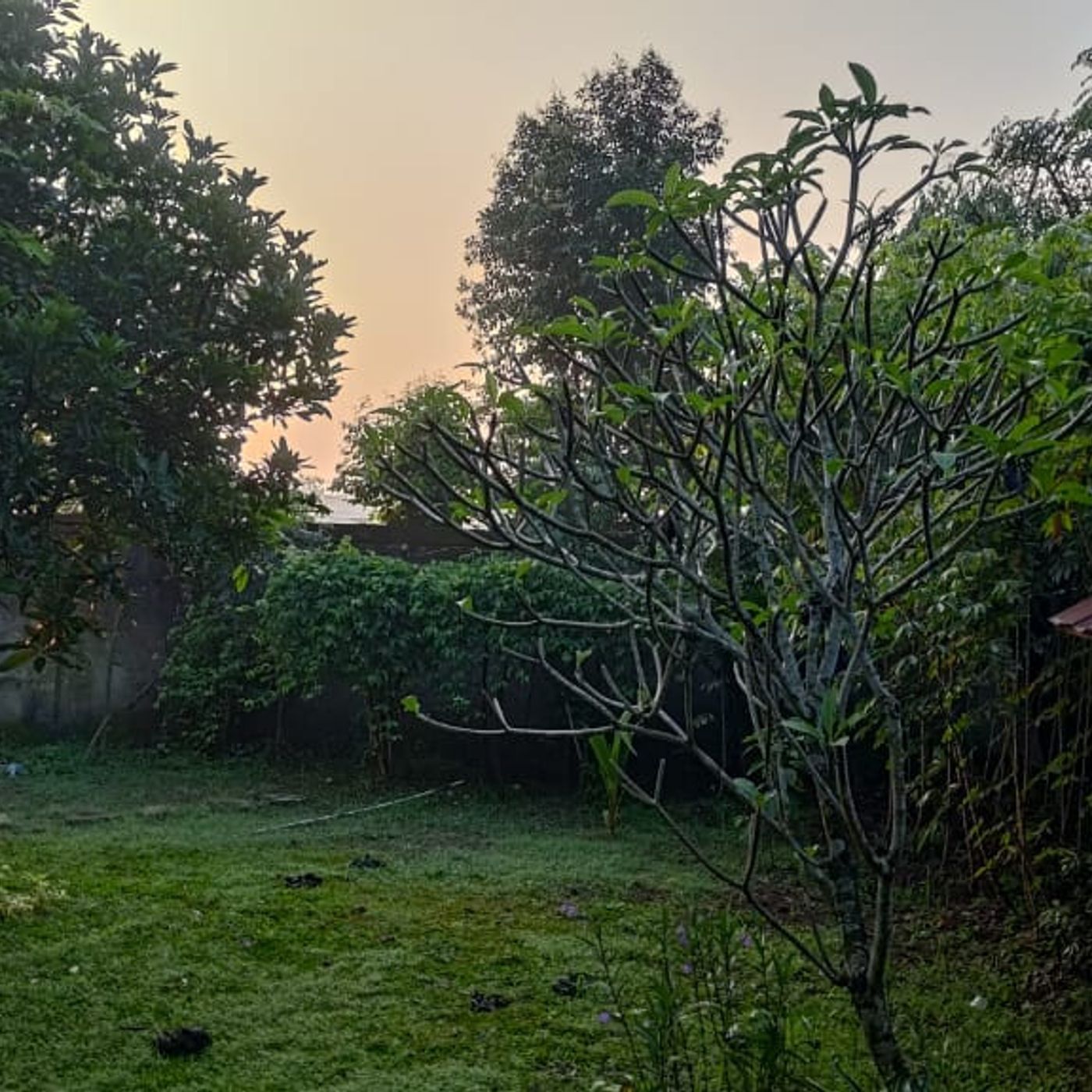 Indonesian reverie