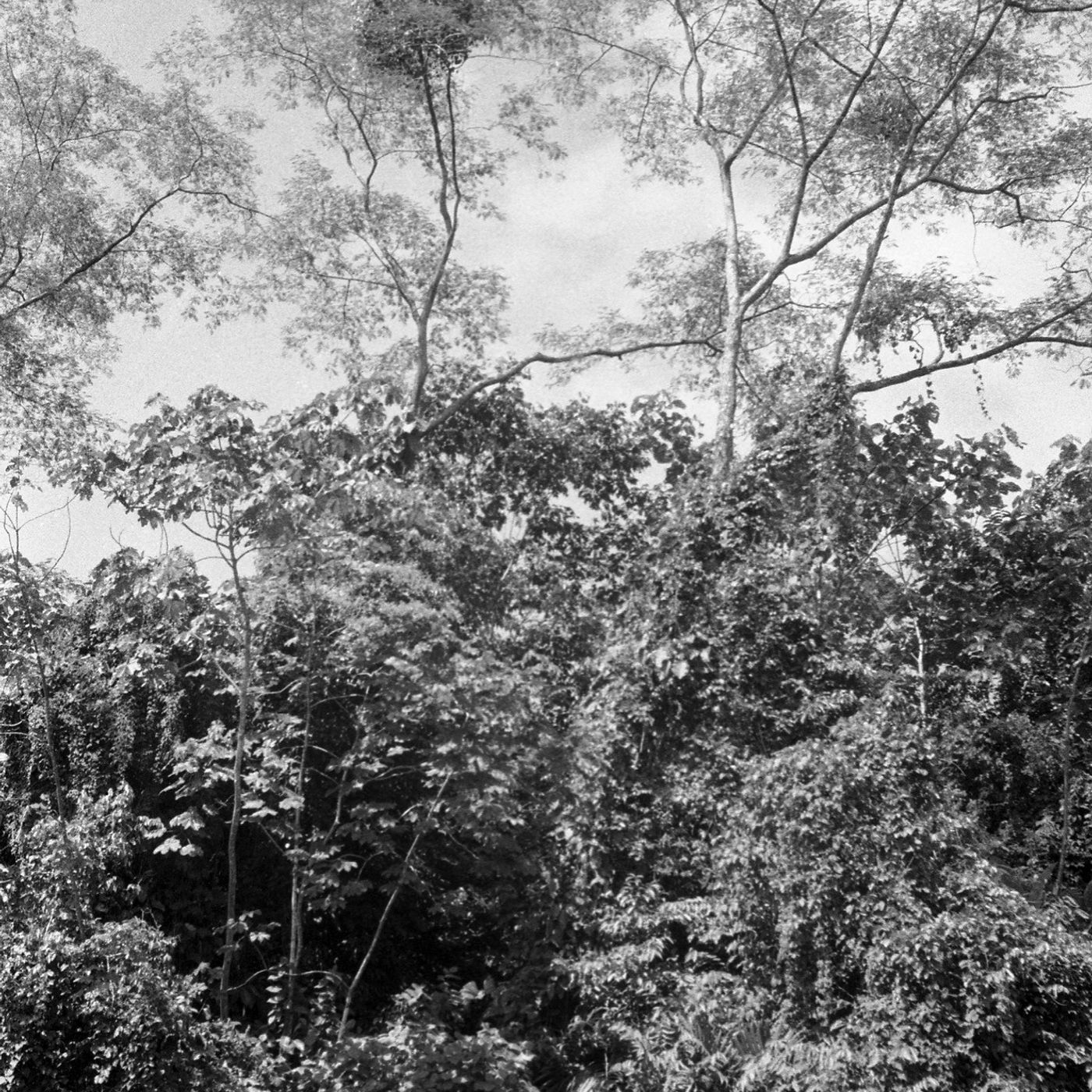 An ode to a river, a parrot, a woman