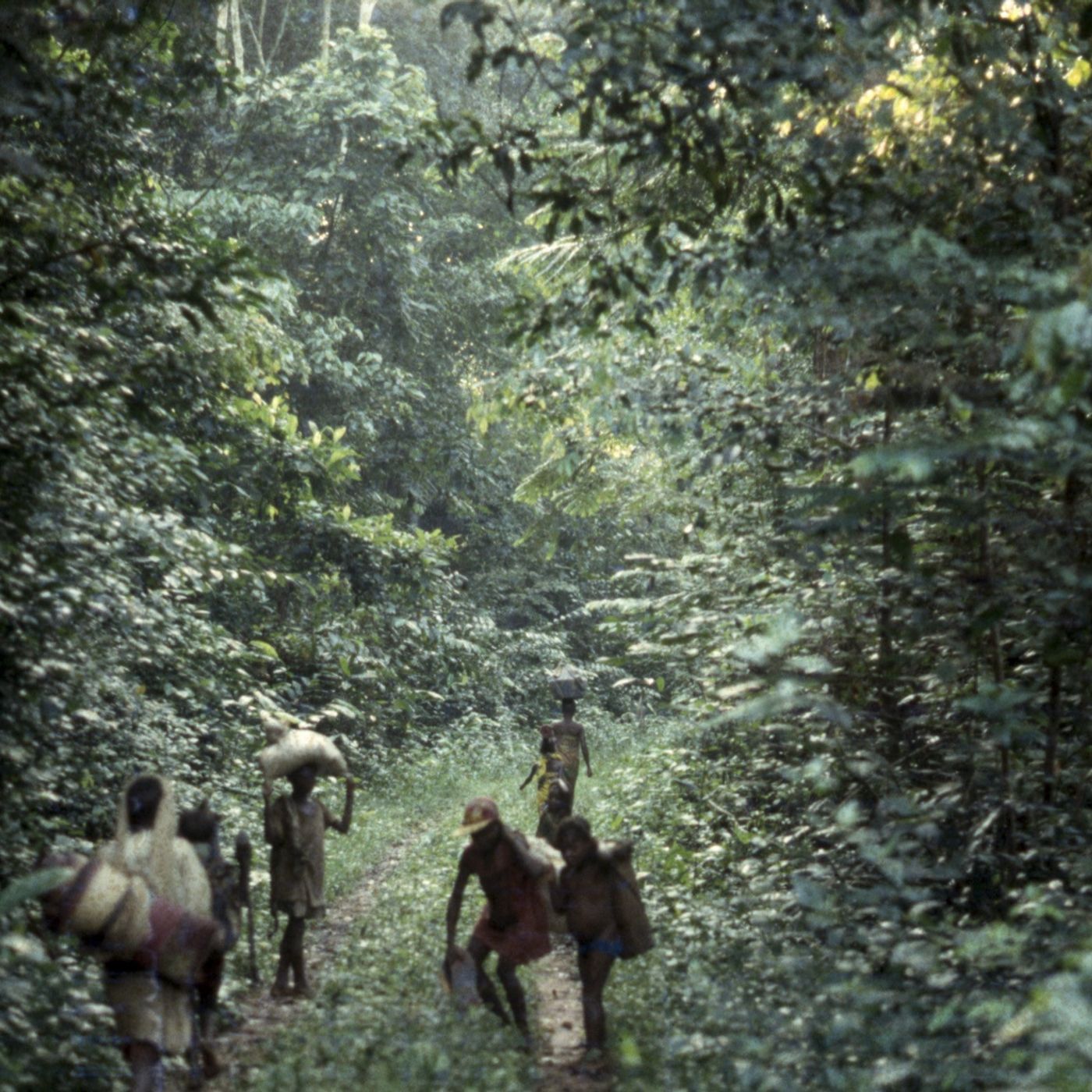 Bayaka voices in the forest at dawn