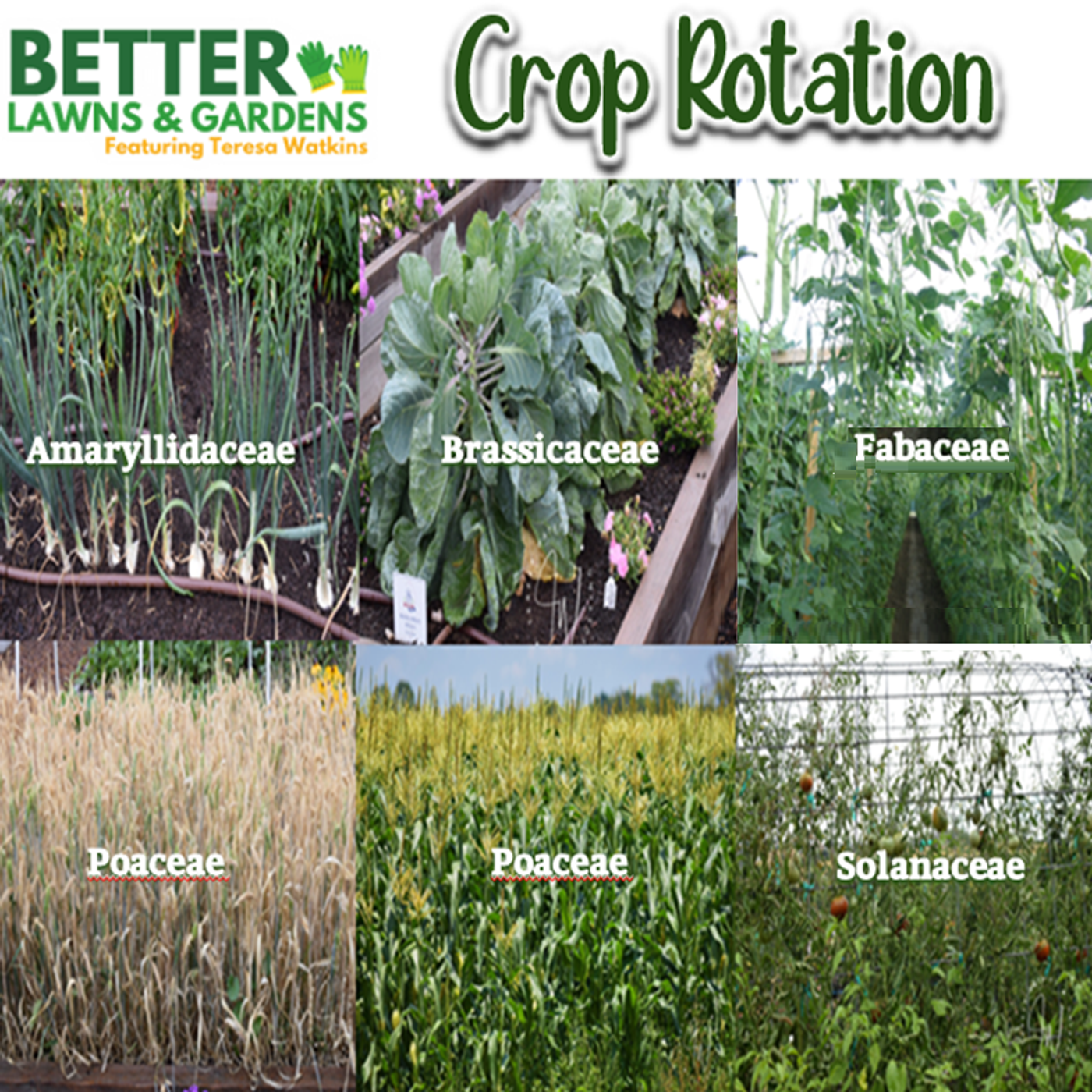Better Lawns and Gardens - Hour 1 WInter Storm and Crop Rotation January 24 2026
