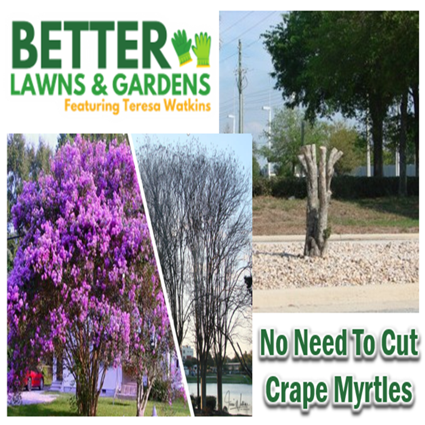 Better Lawns and Gardens - Hour 2 No Need To Cut Crape Myrtles January 24, 2026